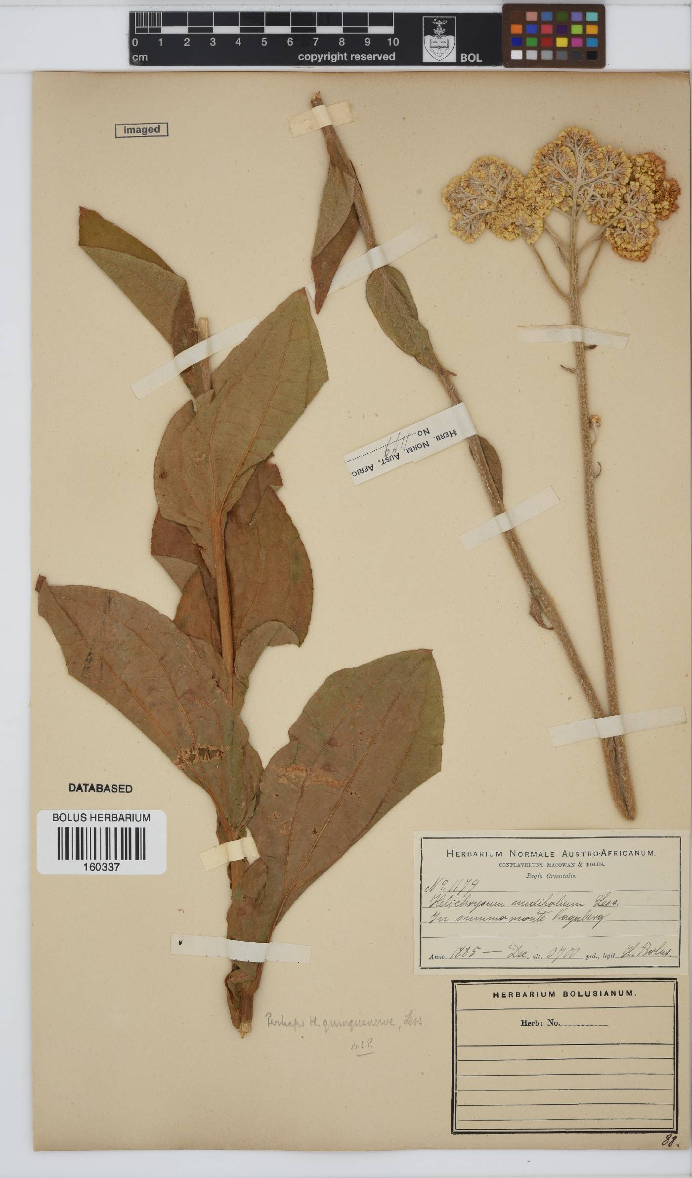 Helichrysum nudifolium image