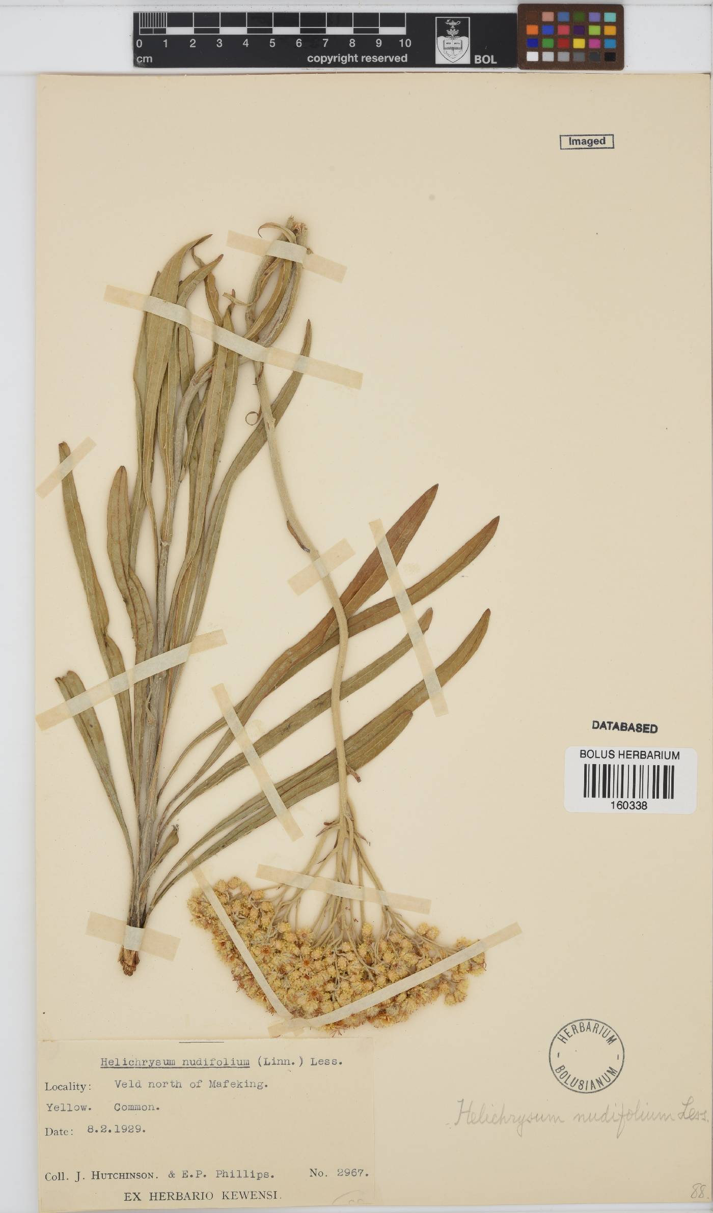 Helichrysum nudifolium image