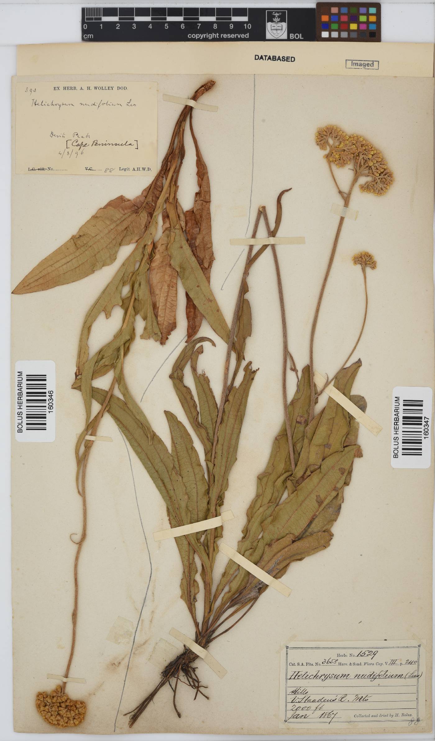 Helichrysum nudifolium image