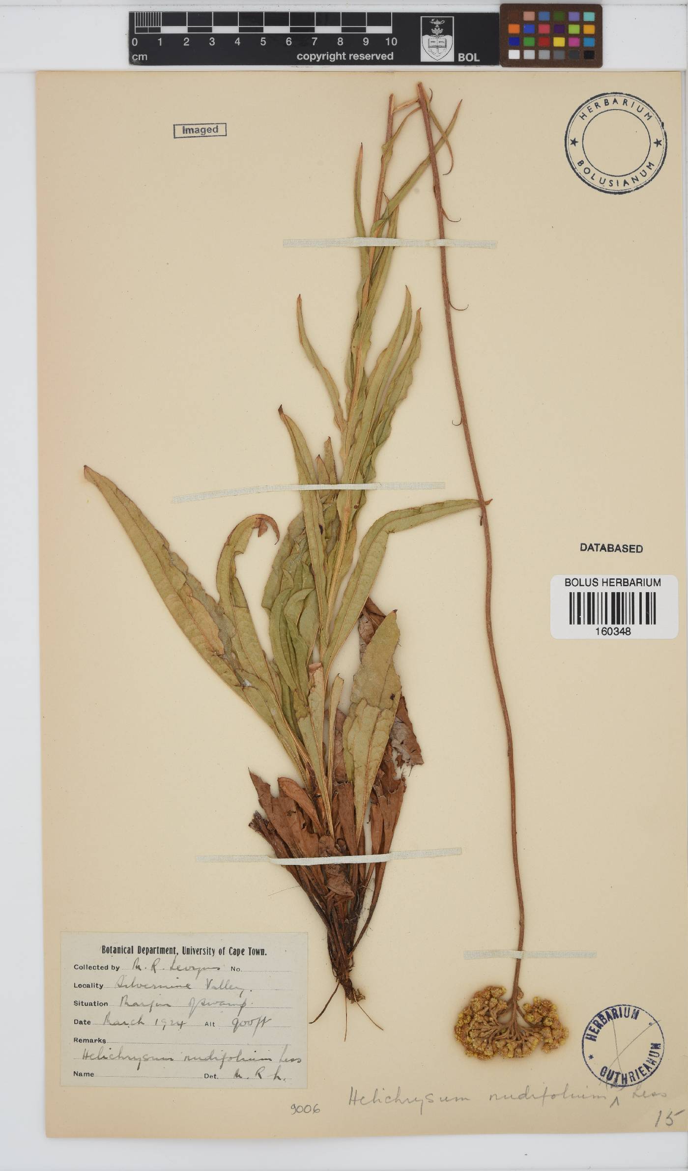 Helichrysum nudifolium image