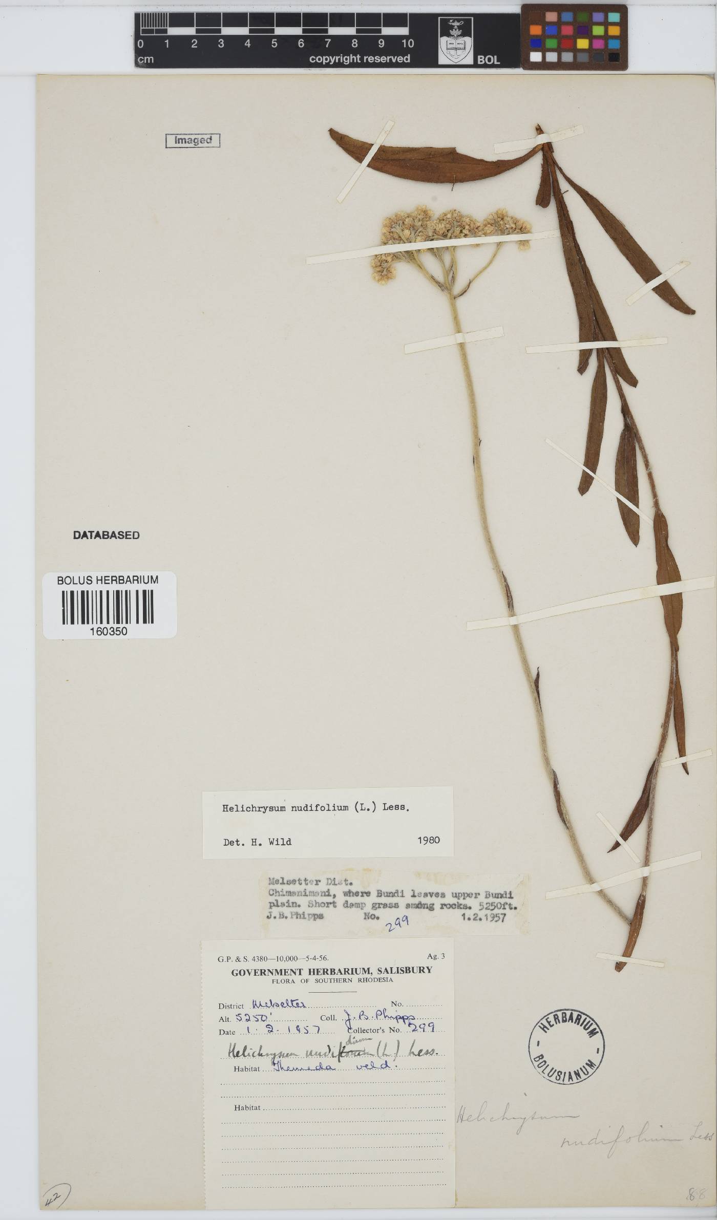 Helichrysum nudifolium image