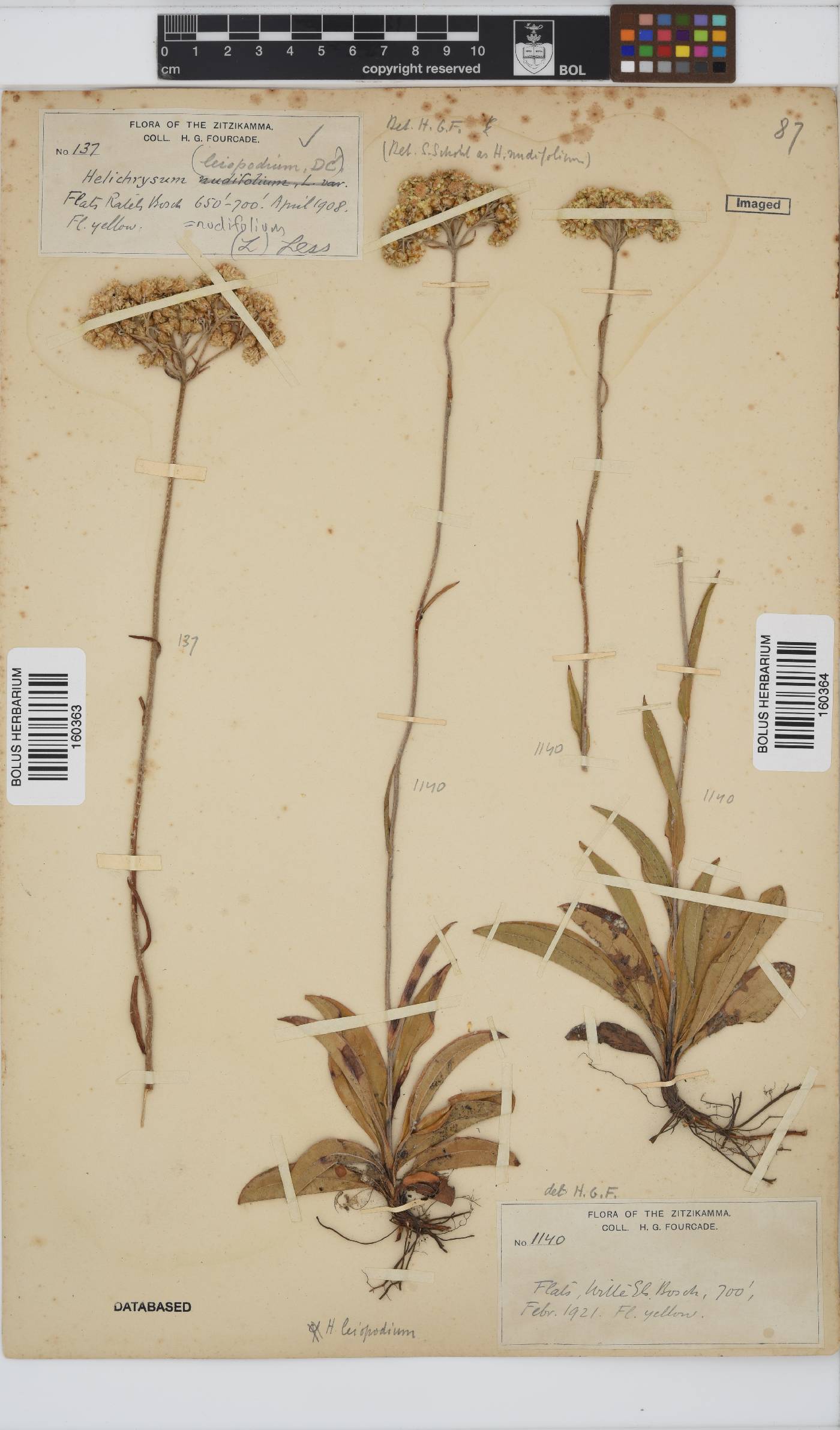 Helichrysum nudifolium image