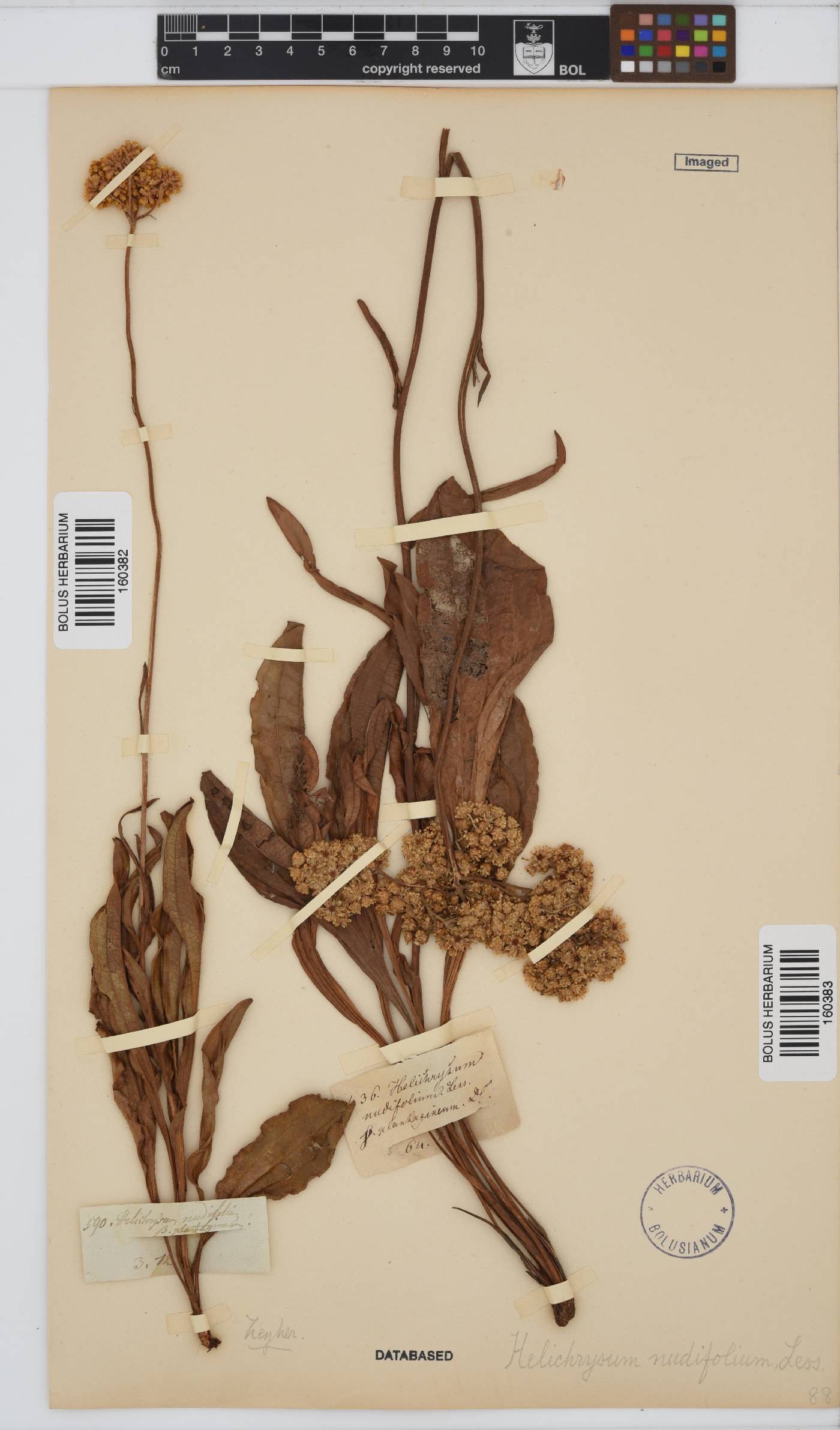 Helichrysum nudifolium image