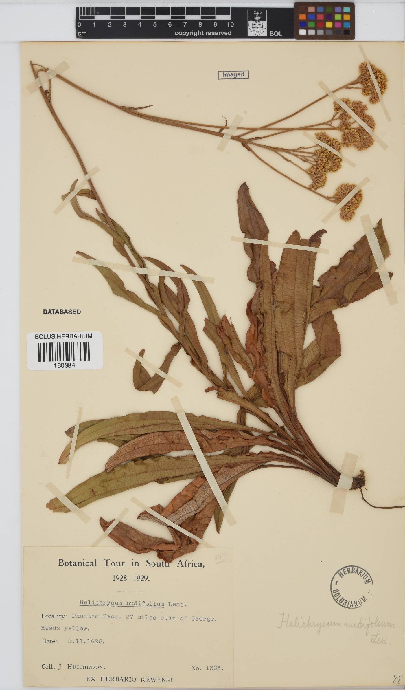 Helichrysum nudifolium image