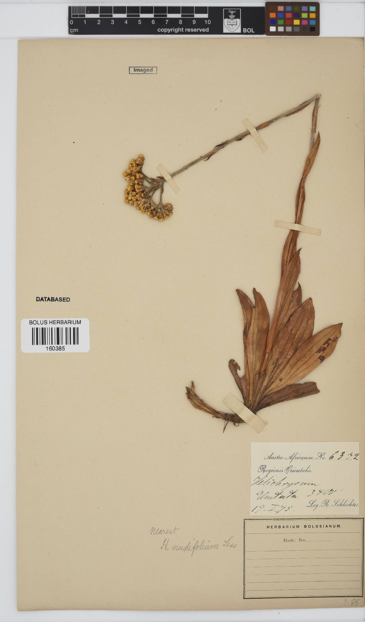 Helichrysum nudifolium image