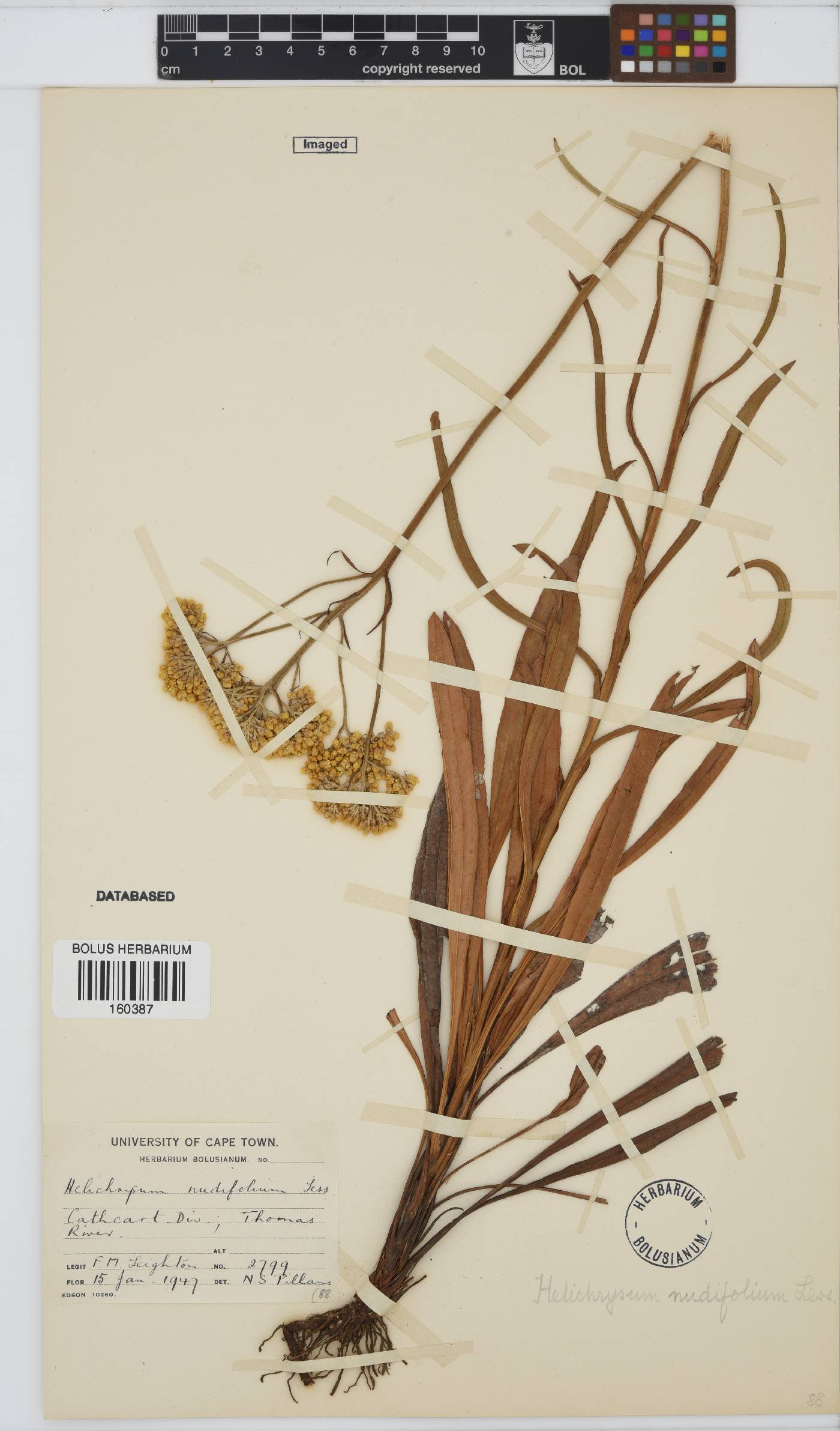 Helichrysum nudifolium image