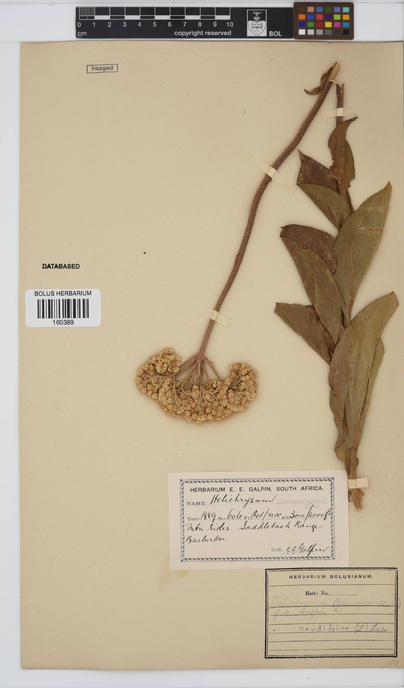 Helichrysum nudifolium image