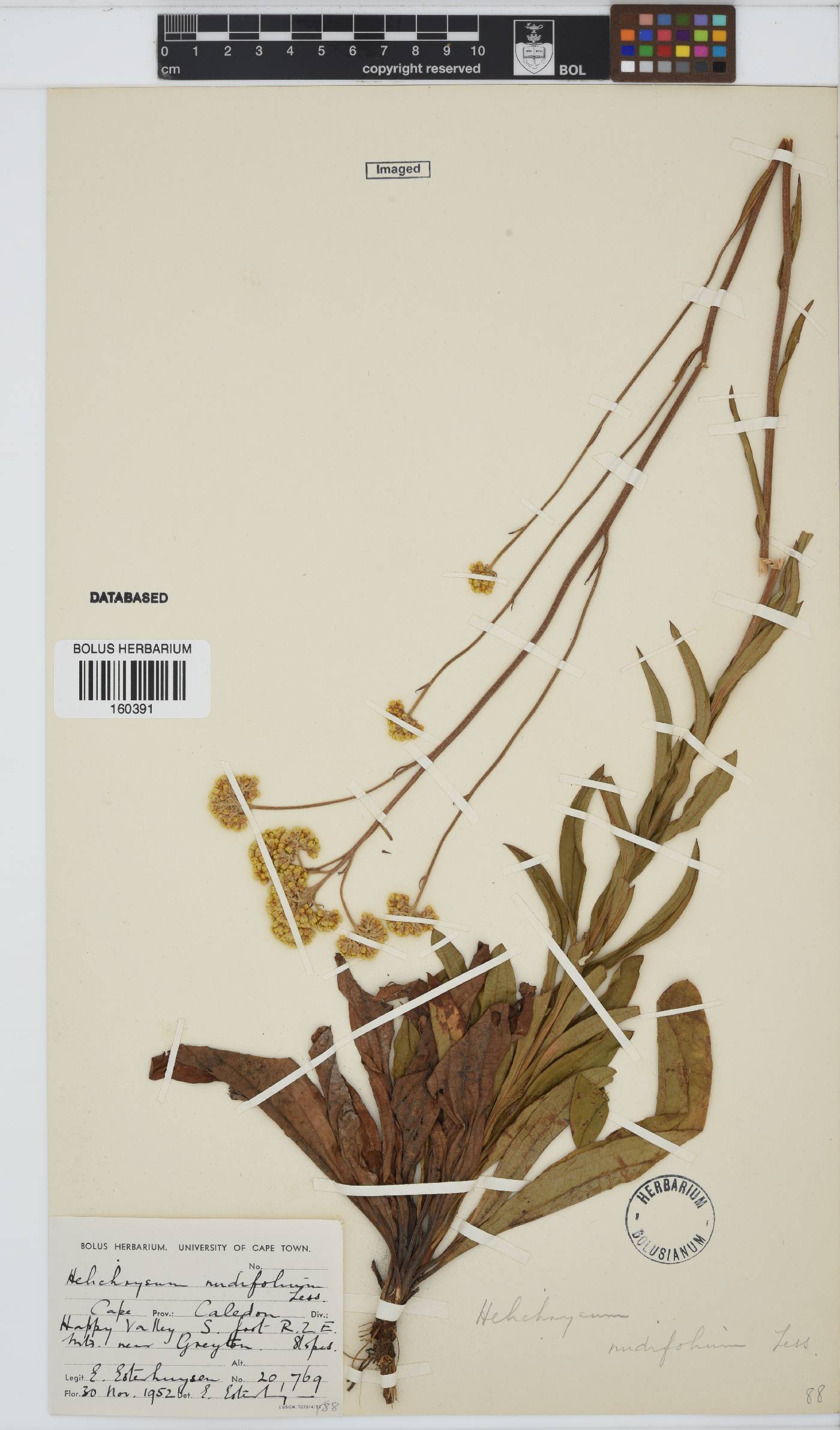 Helichrysum nudifolium image