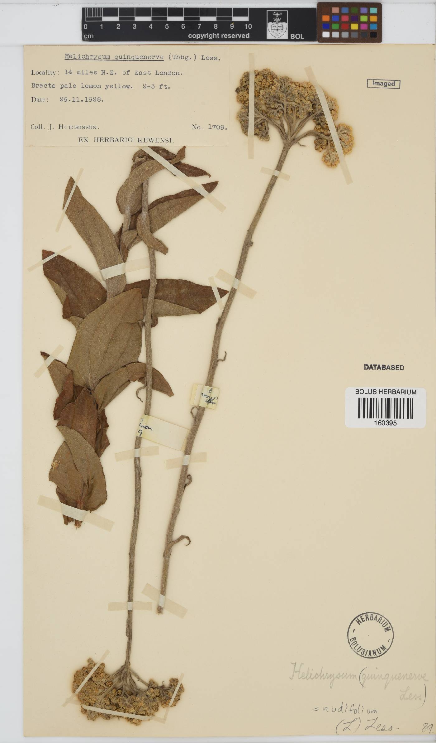 Helichrysum image