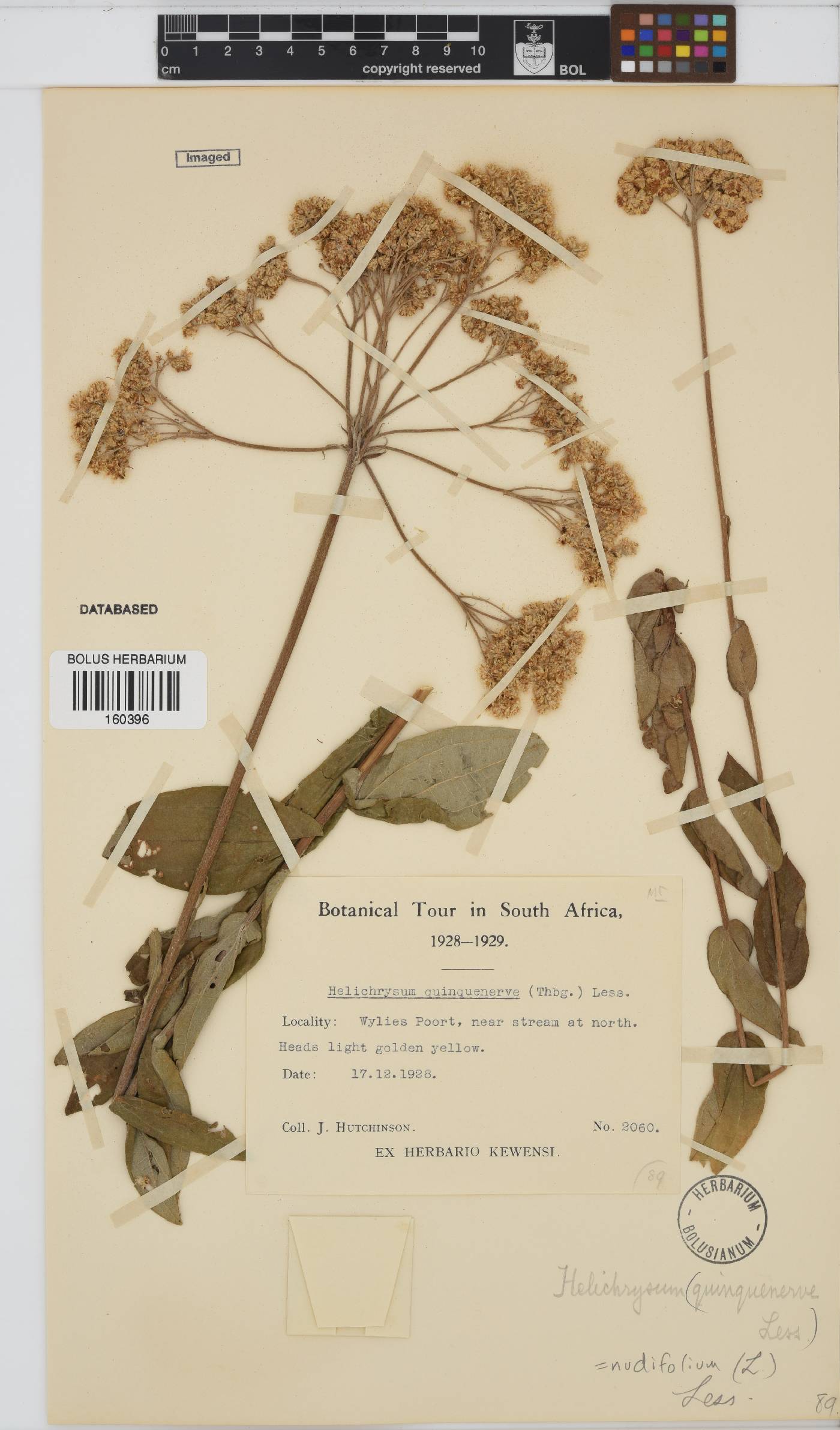 Helichrysum nudifolium image