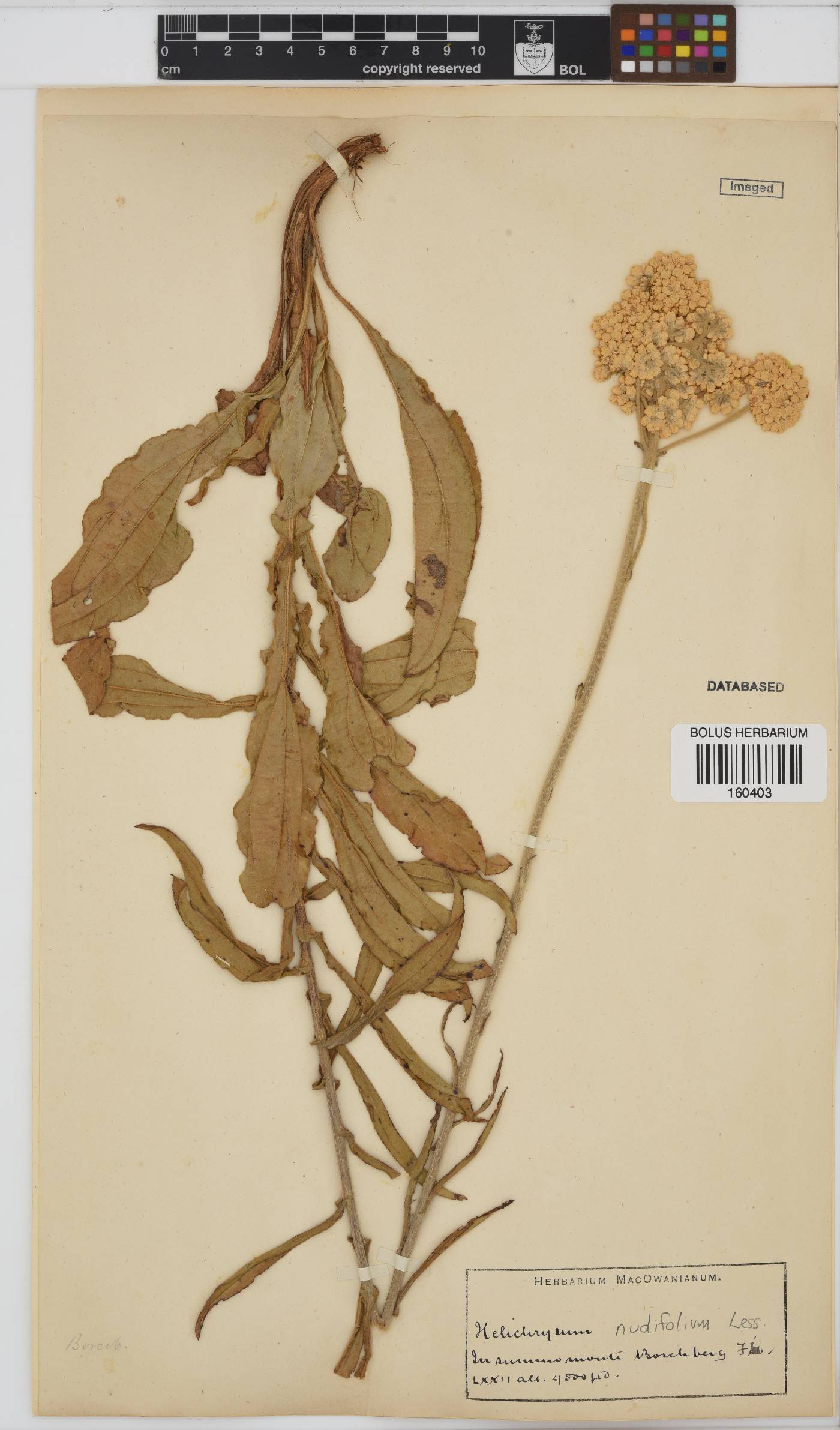 Helichrysum nudifolium image