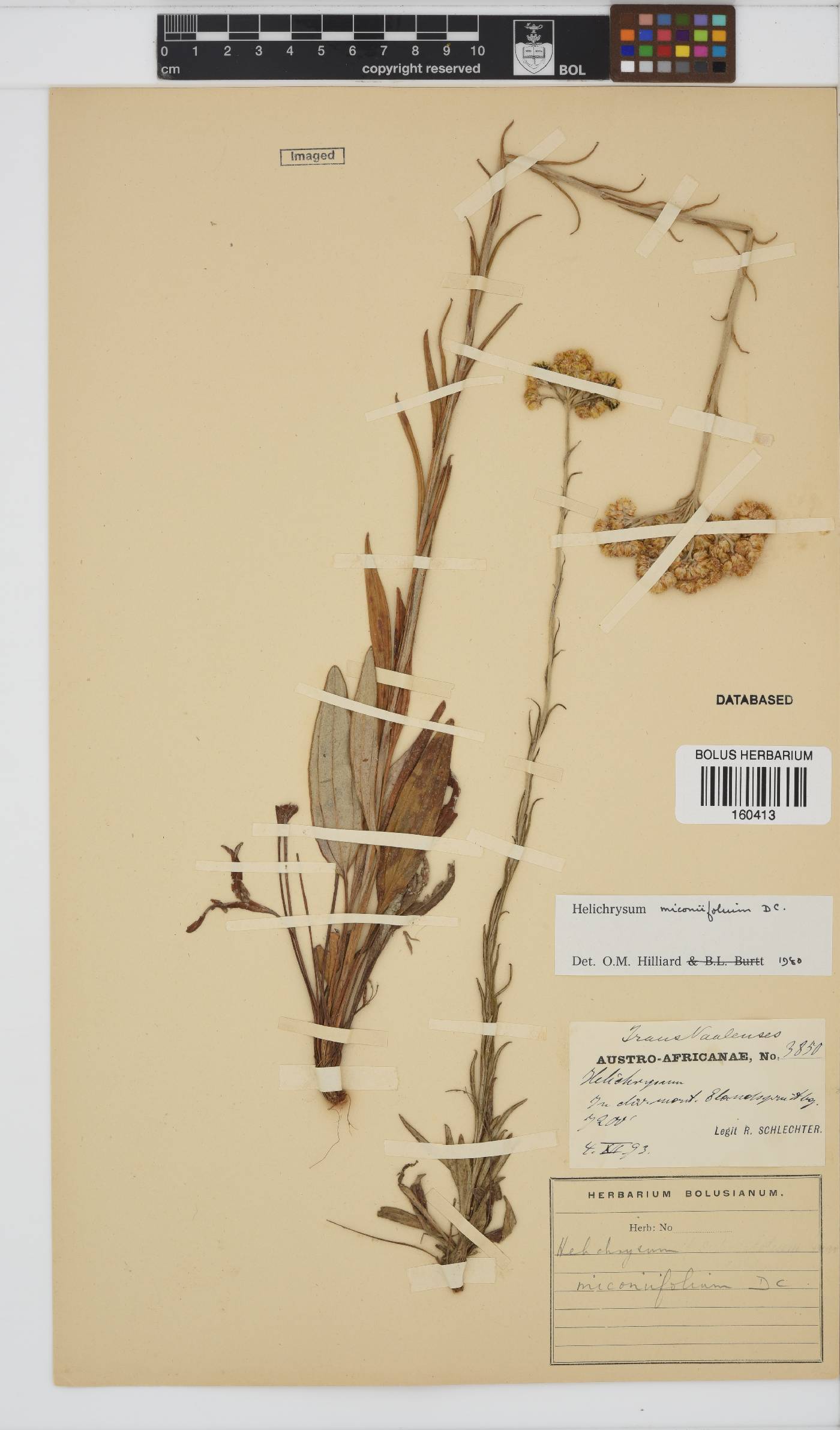 Helichrysum miconiifolium image