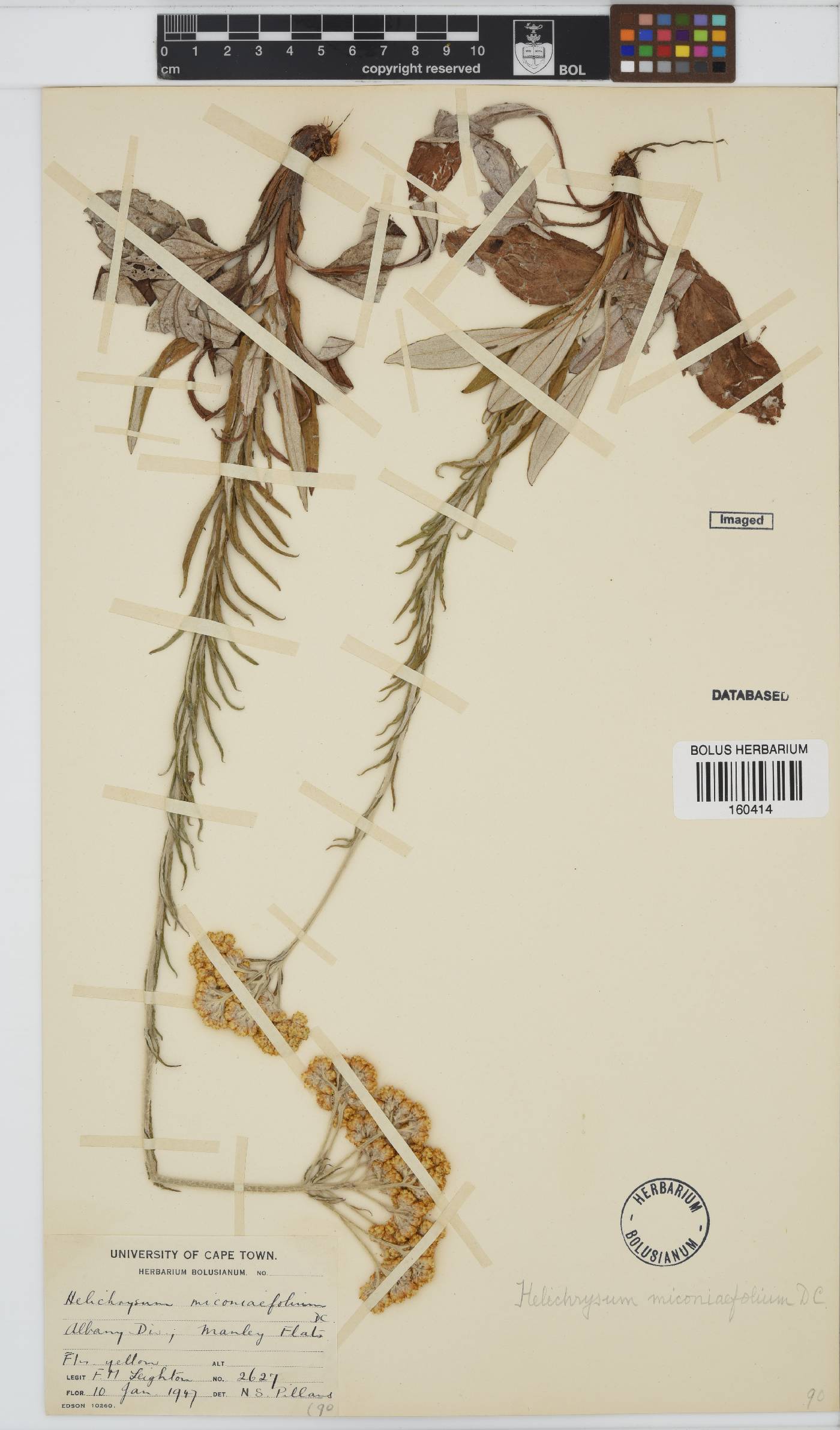 Helichrysum miconiifolium image