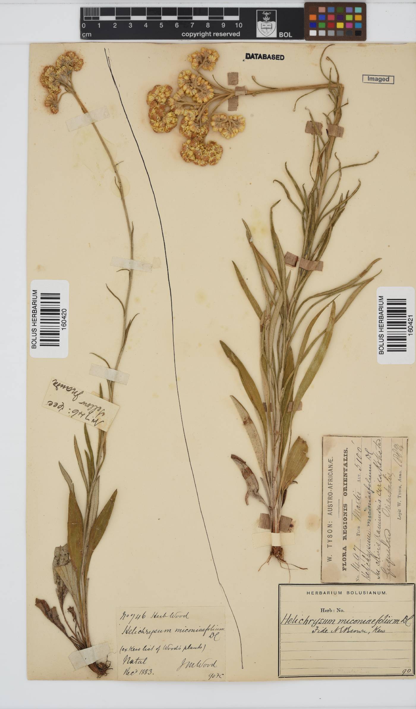 Helichrysum miconiifolium image