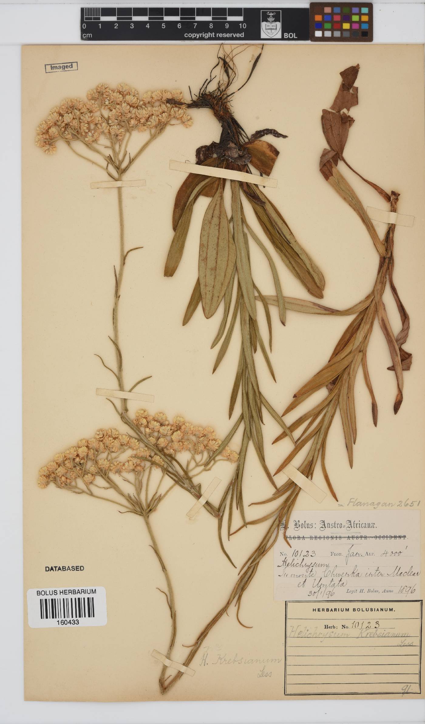 Helichrysum krebsianum image