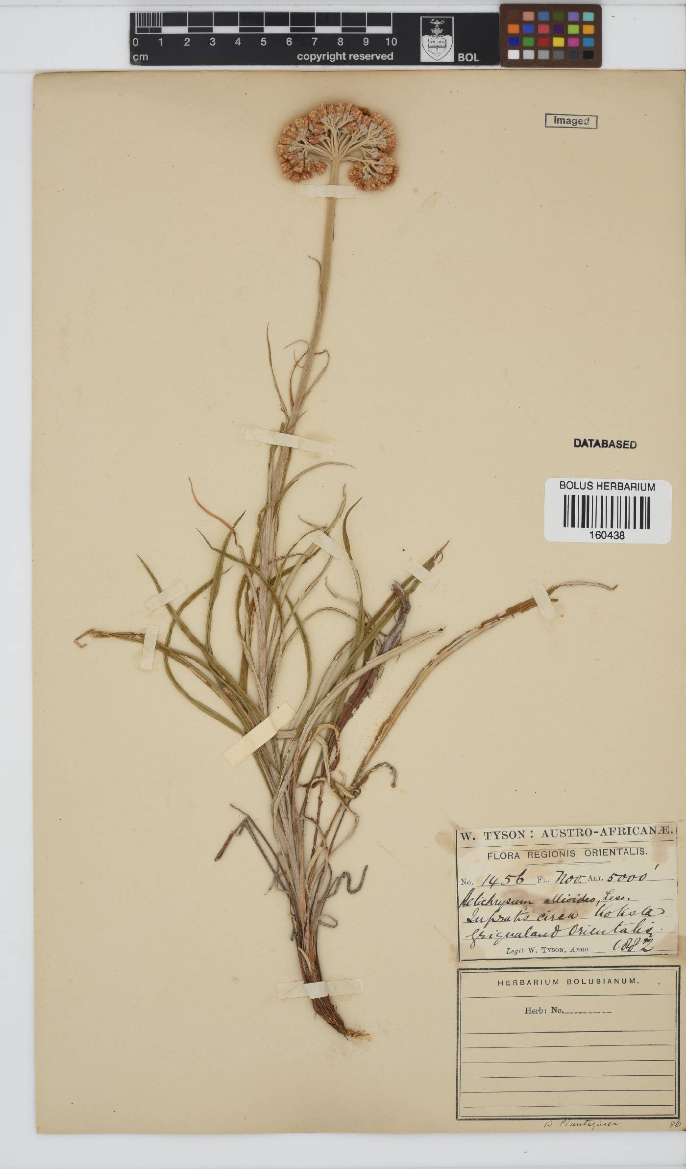 Helichrysum allioides image