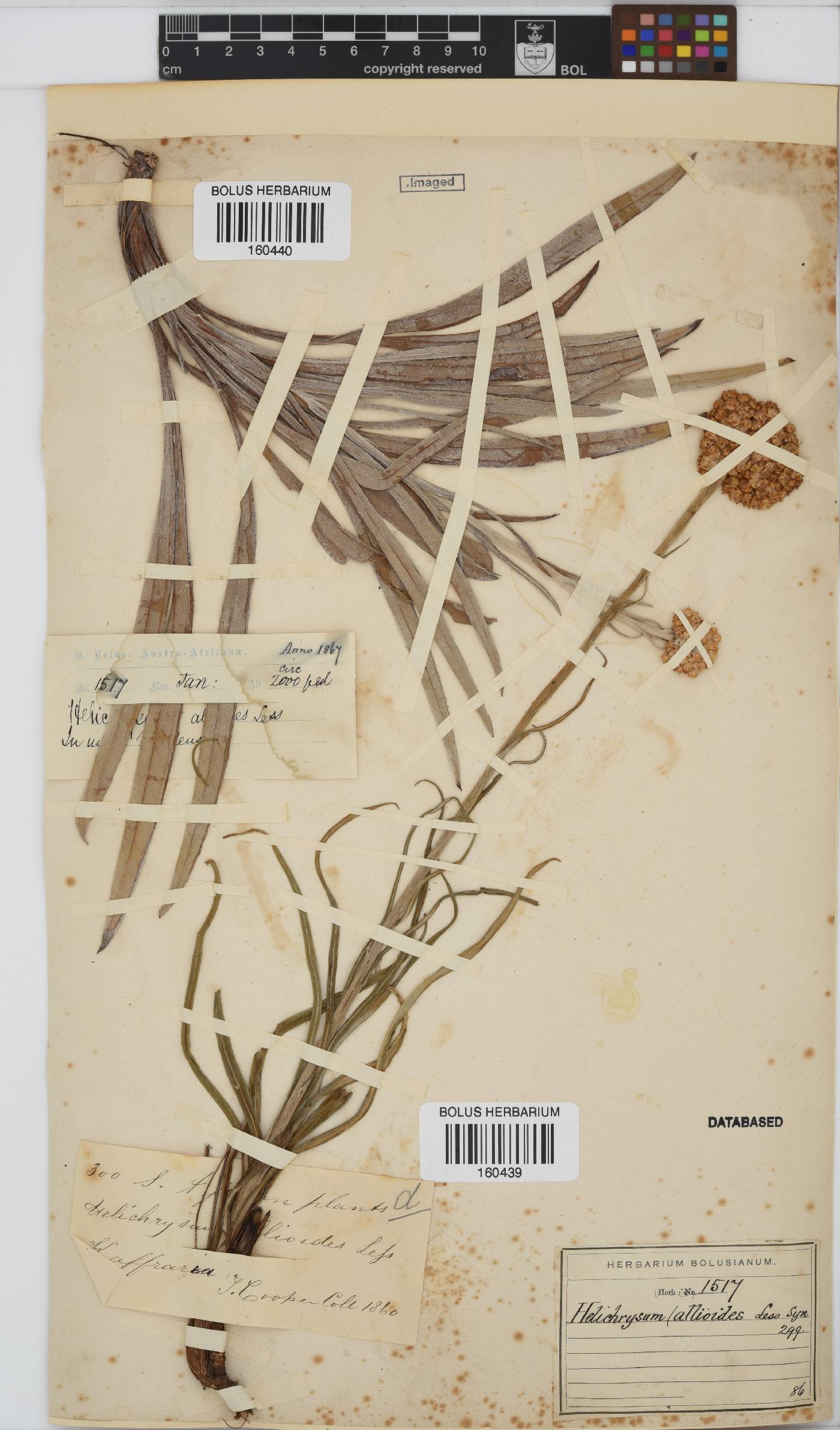 Helichrysum allioides image