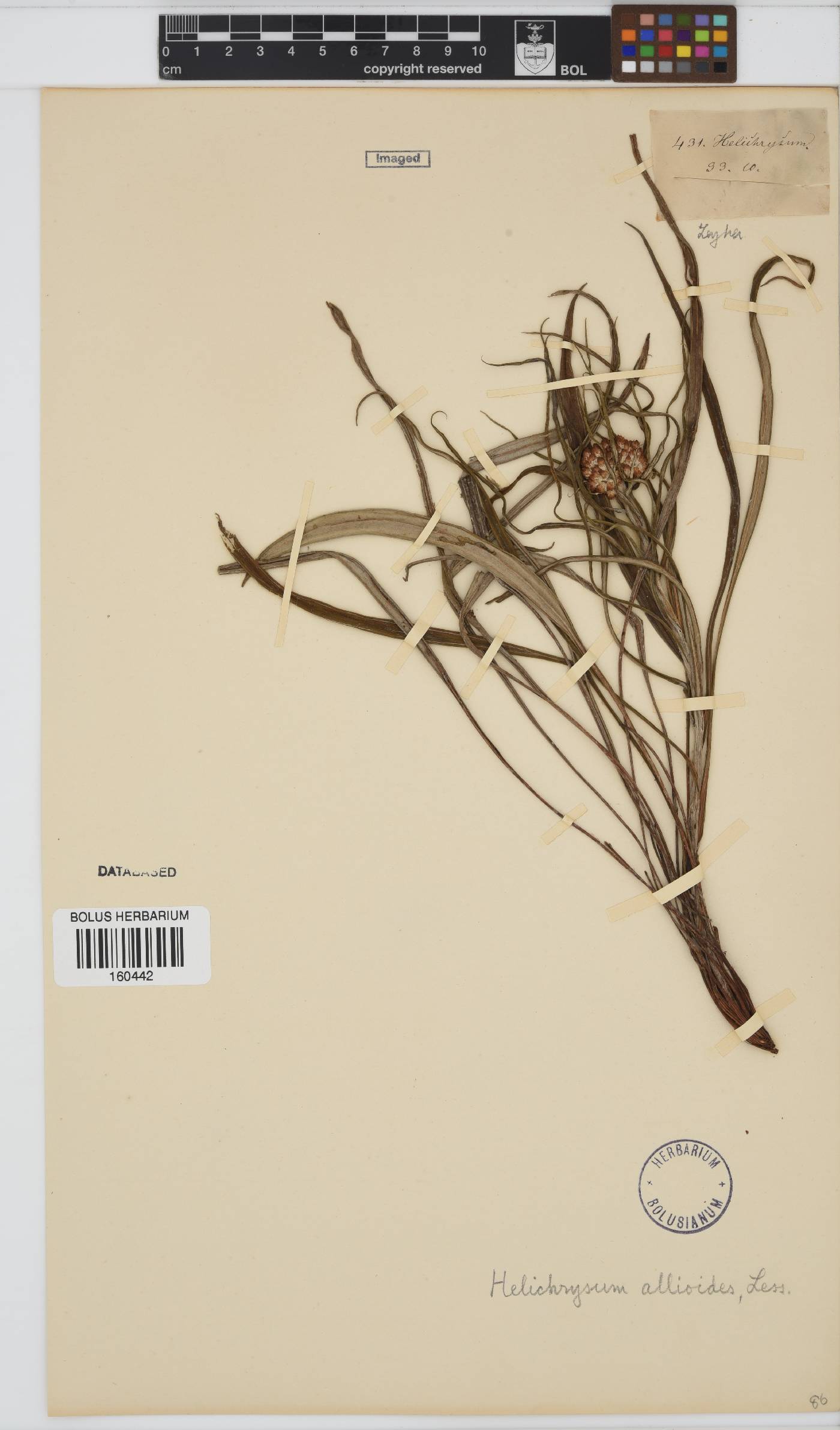 Helichrysum allioides image