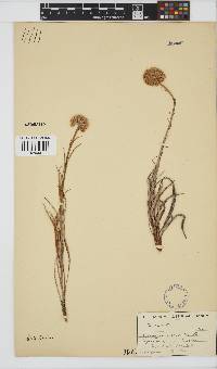 Helichrysum allioides image