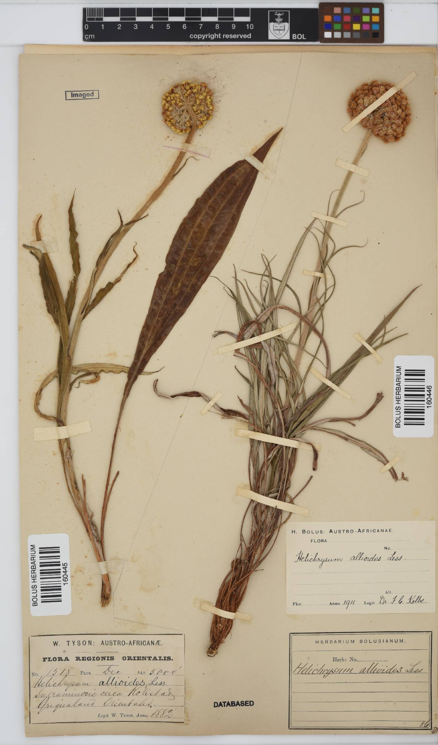 Helichrysum allioides image