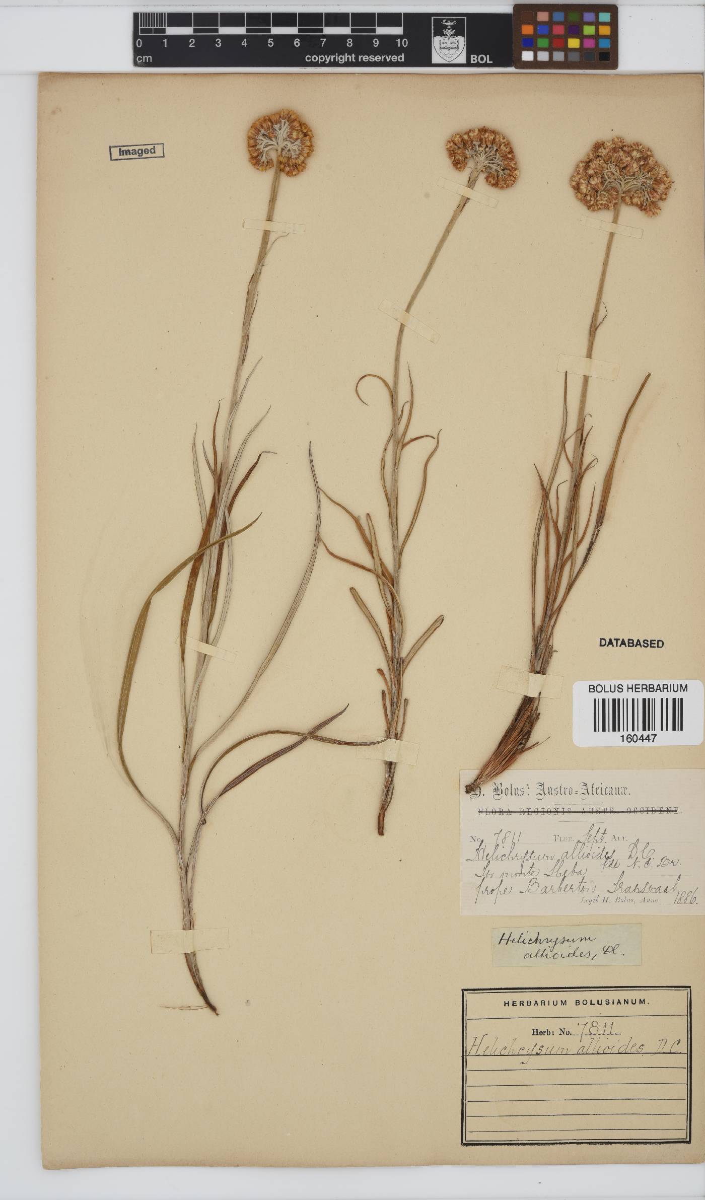 Helichrysum allioides image