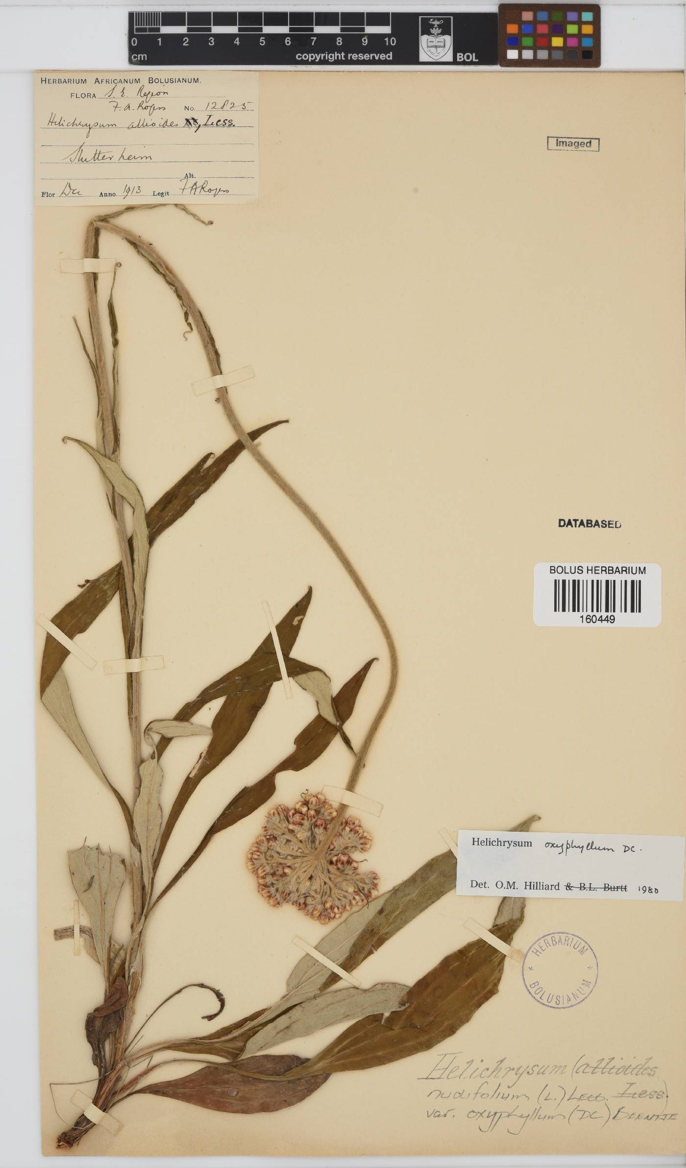 Helichrysum nudifolium var. oxyphyllum image