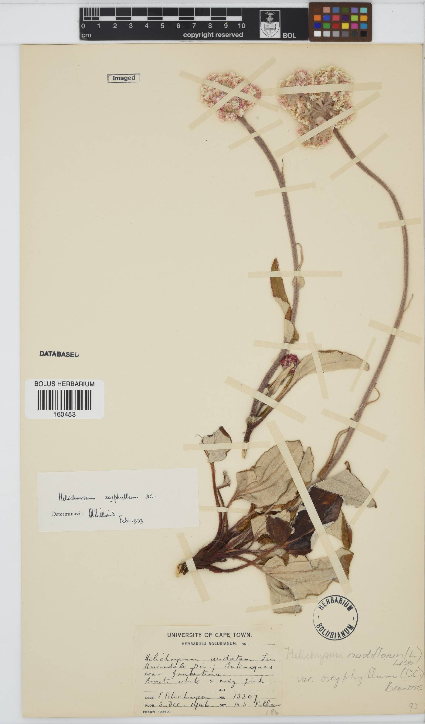 Helichrysum nudifolium var. oxyphyllum image