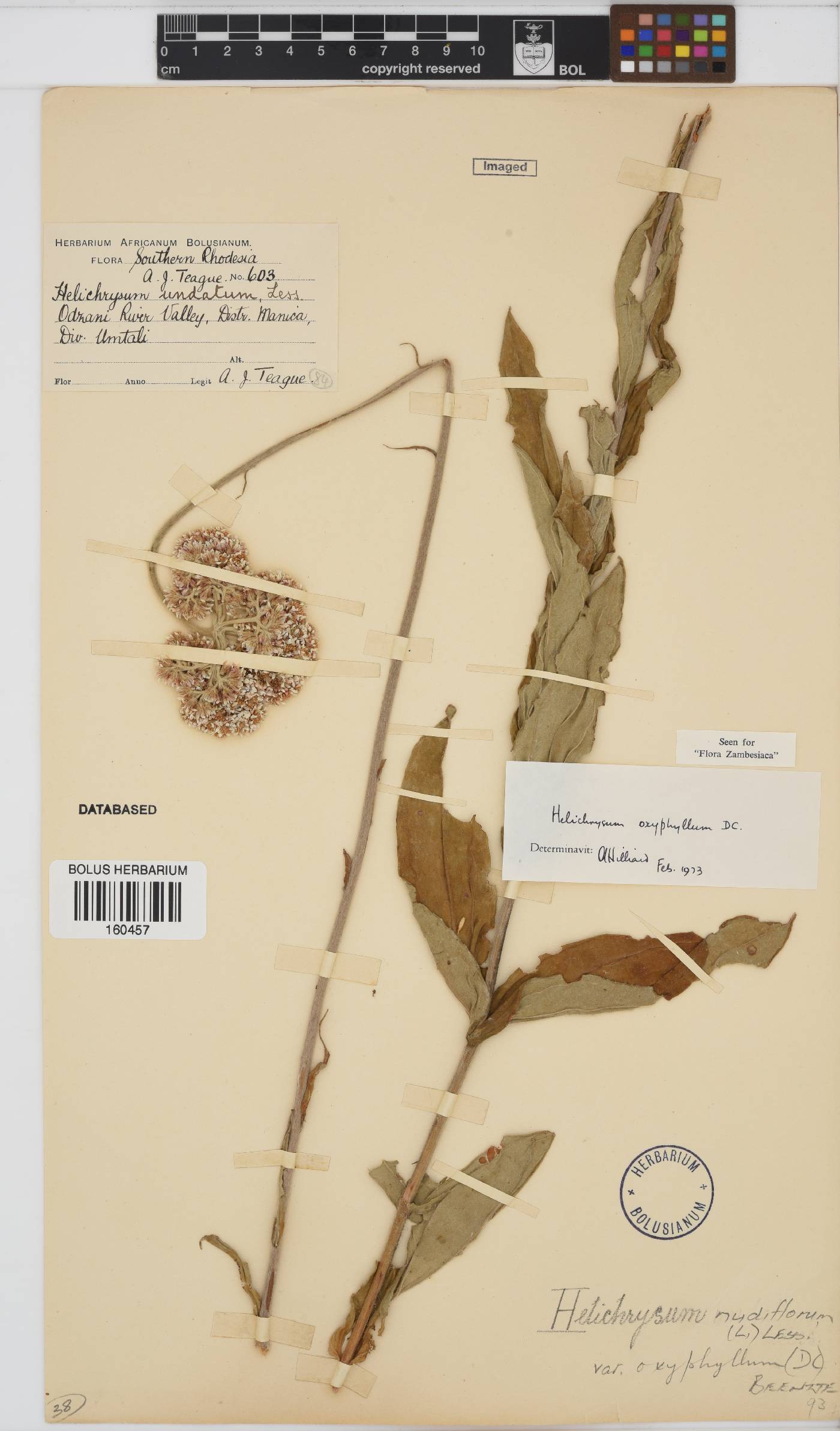Helichrysum nudifolium var. oxyphyllum image
