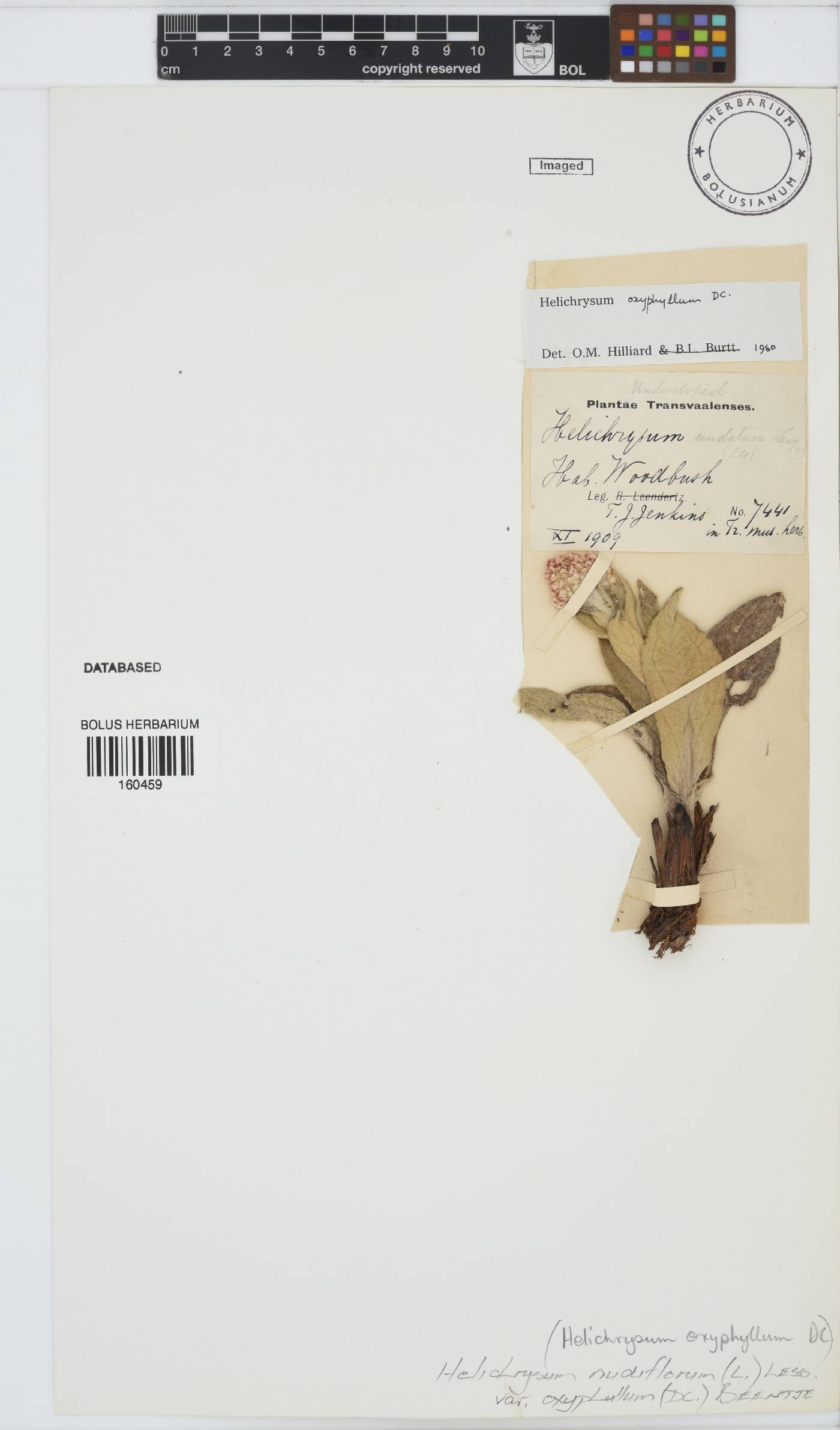 Helichrysum nudifolium var. oxyphyllum image