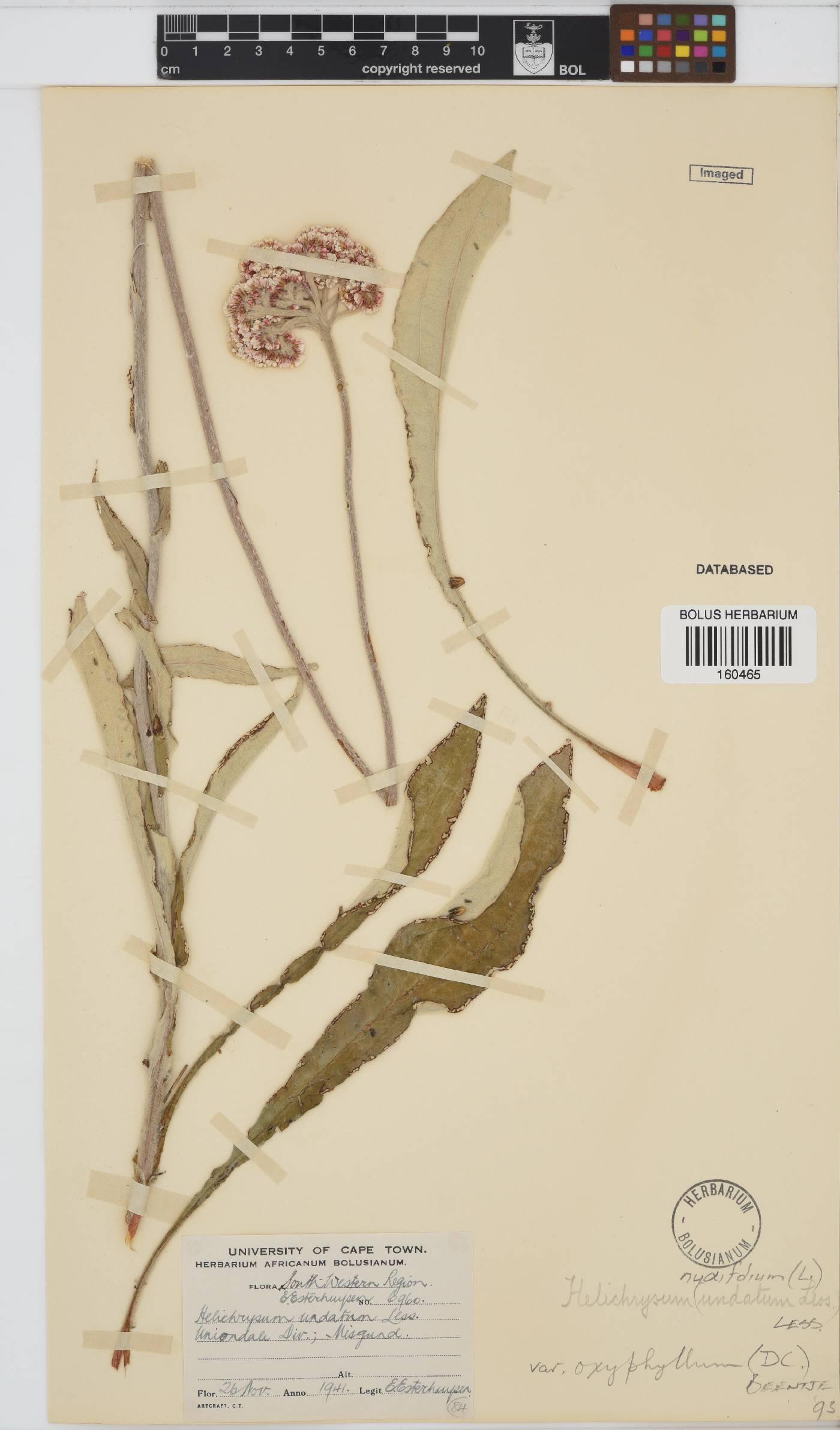 Helichrysum nudifolium var. oxyphyllum image