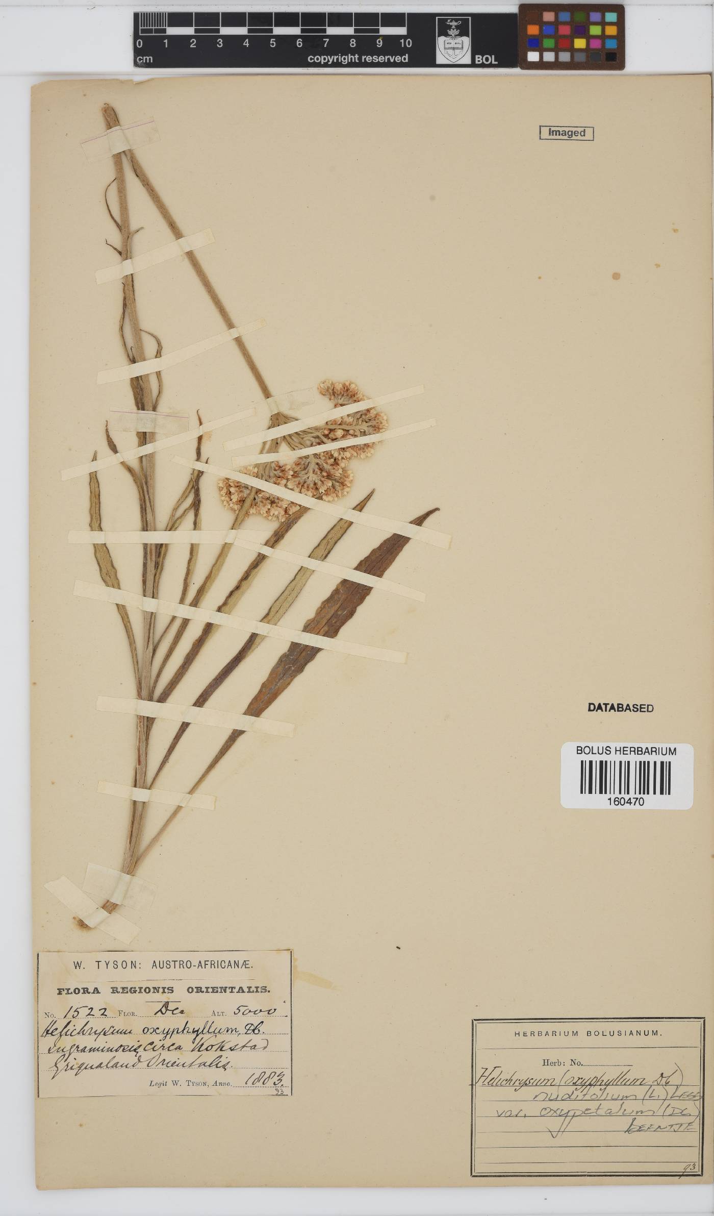 Helichrysum nudifolium var. oxyphyllum image