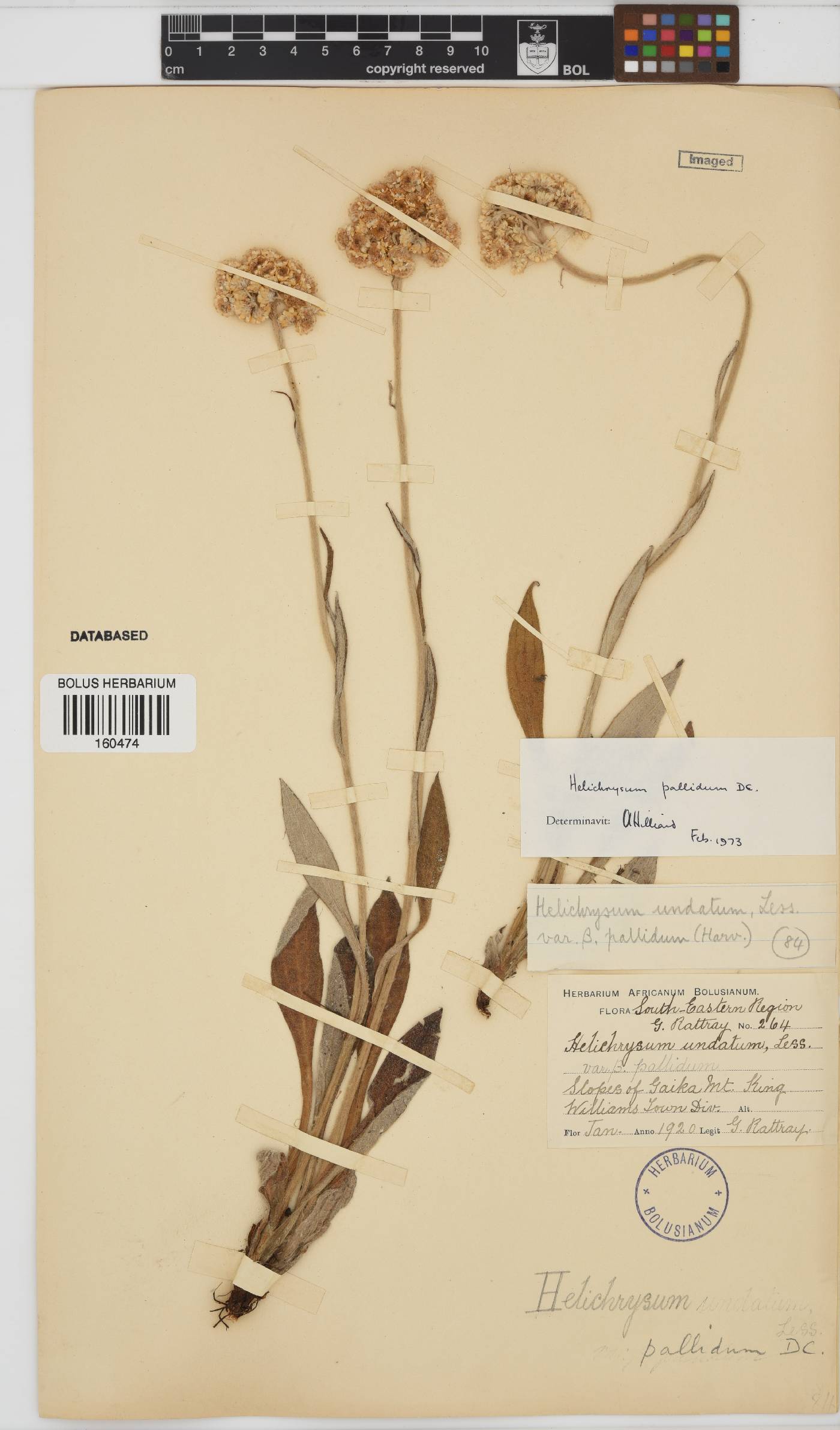 Helichrysum pallidum image