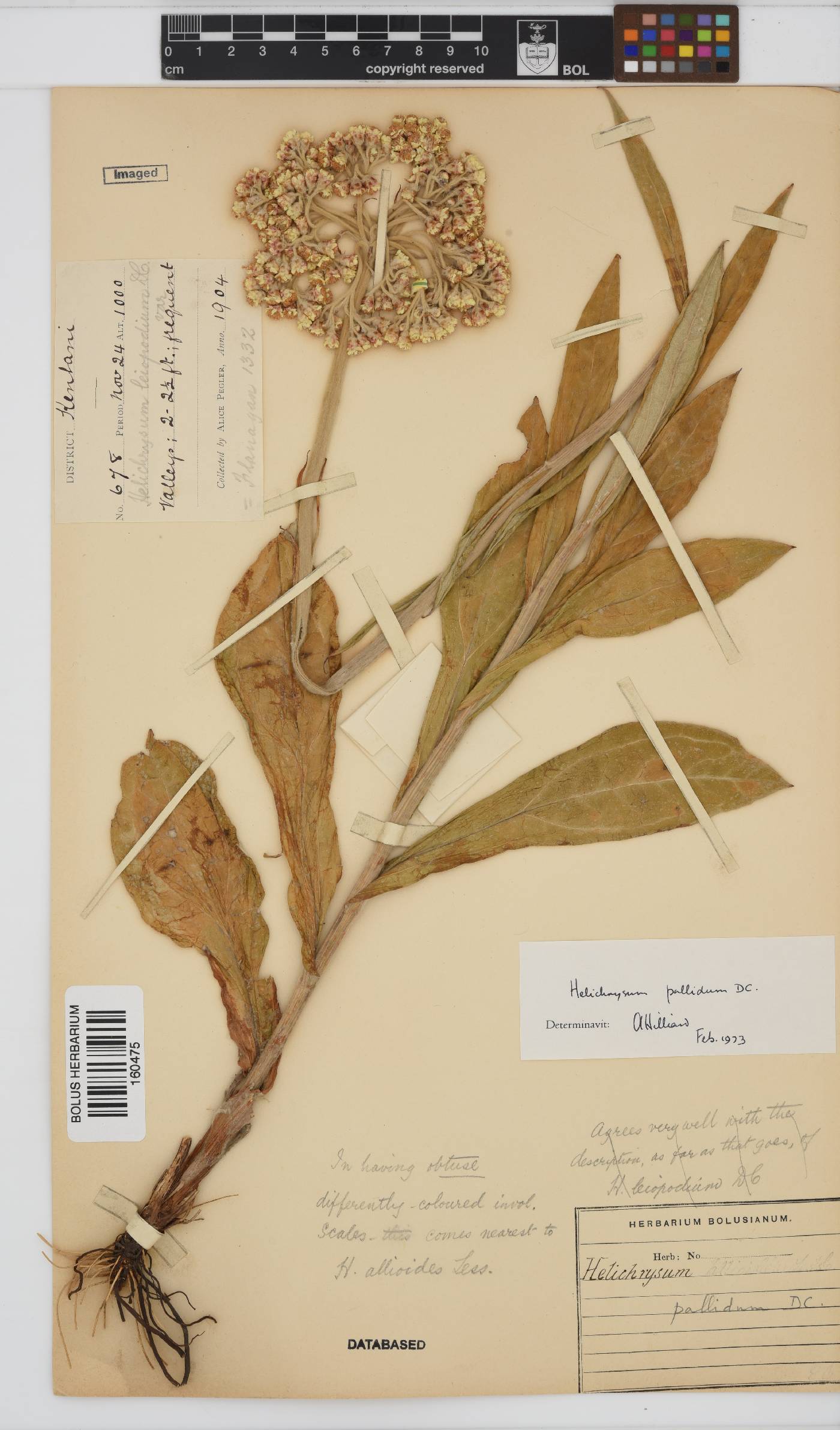 Helichrysum pallidum image