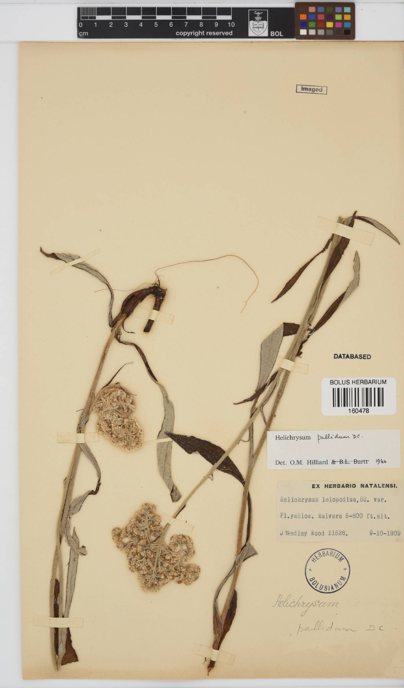Helichrysum pallidum image
