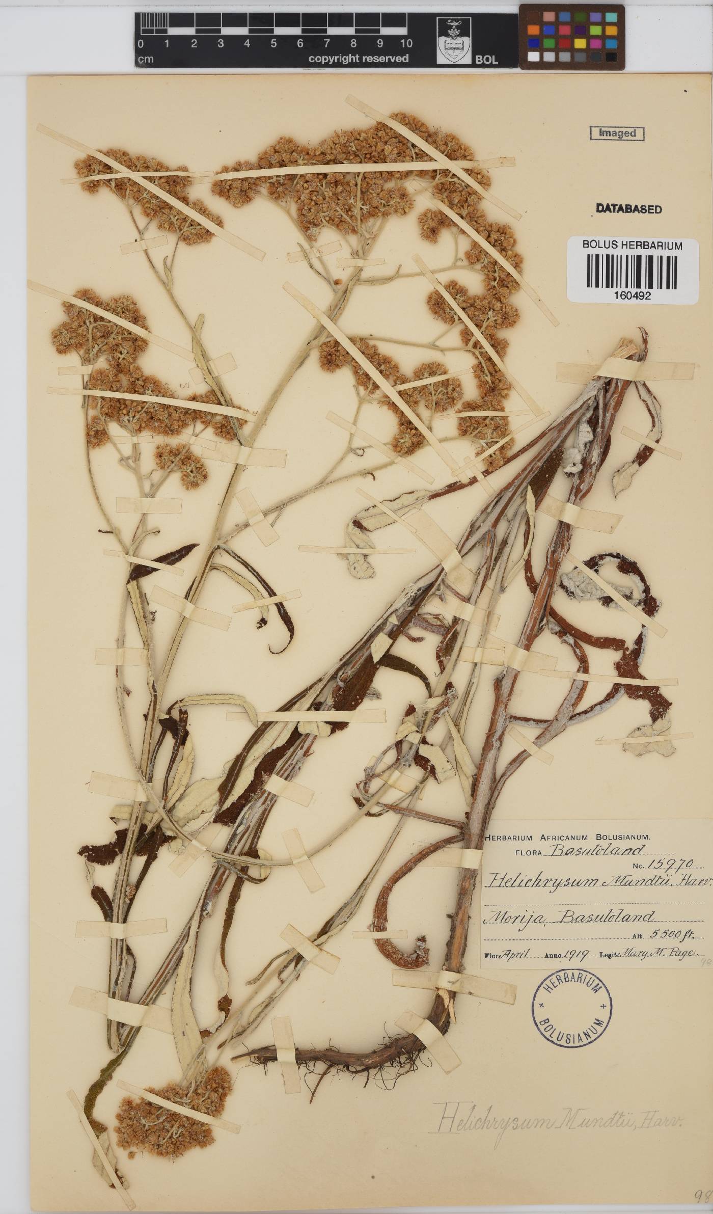 Helichrysum mundtii image