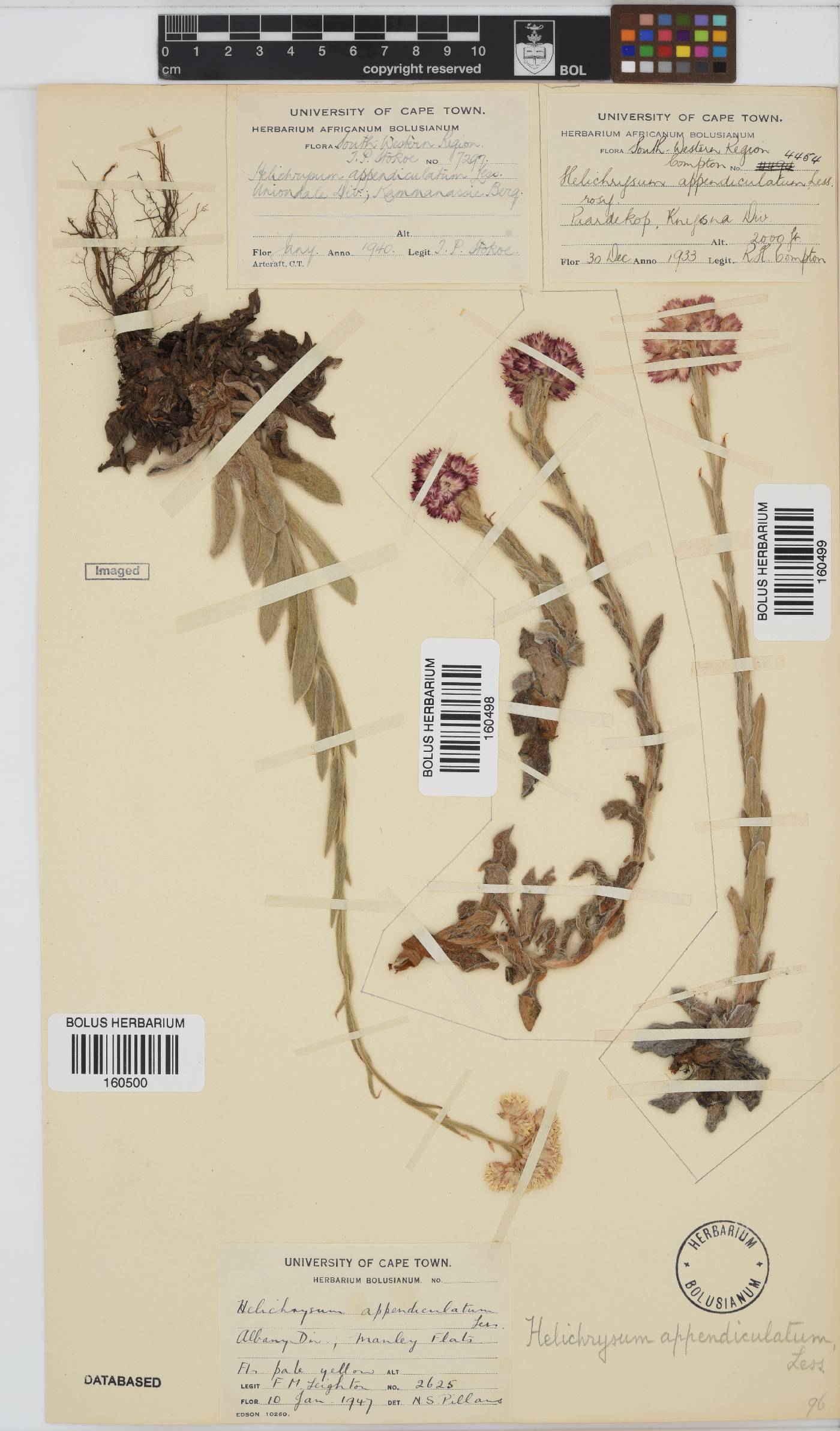 Helichrysum appendiculatum image