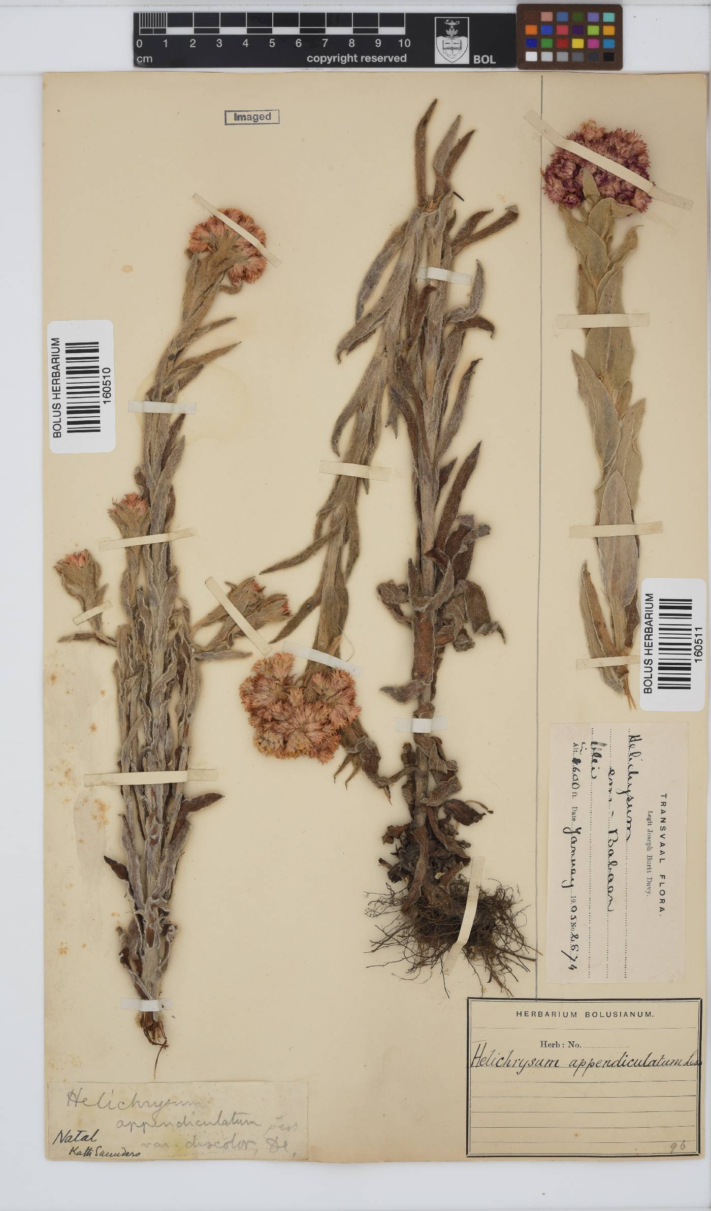 Helichrysum appendiculatum image