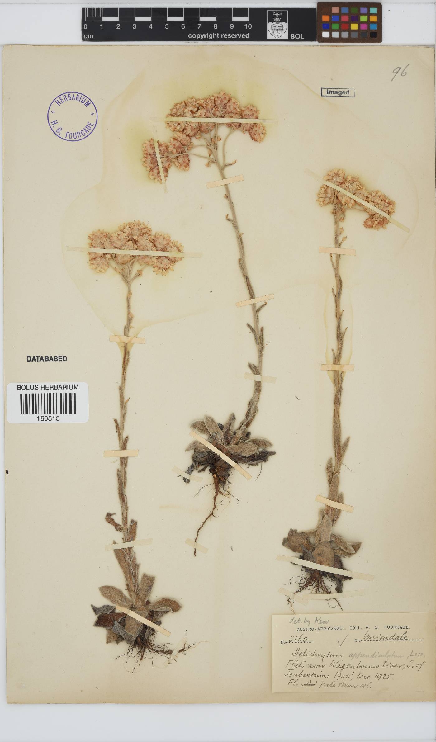 Helichrysum appendiculatum image