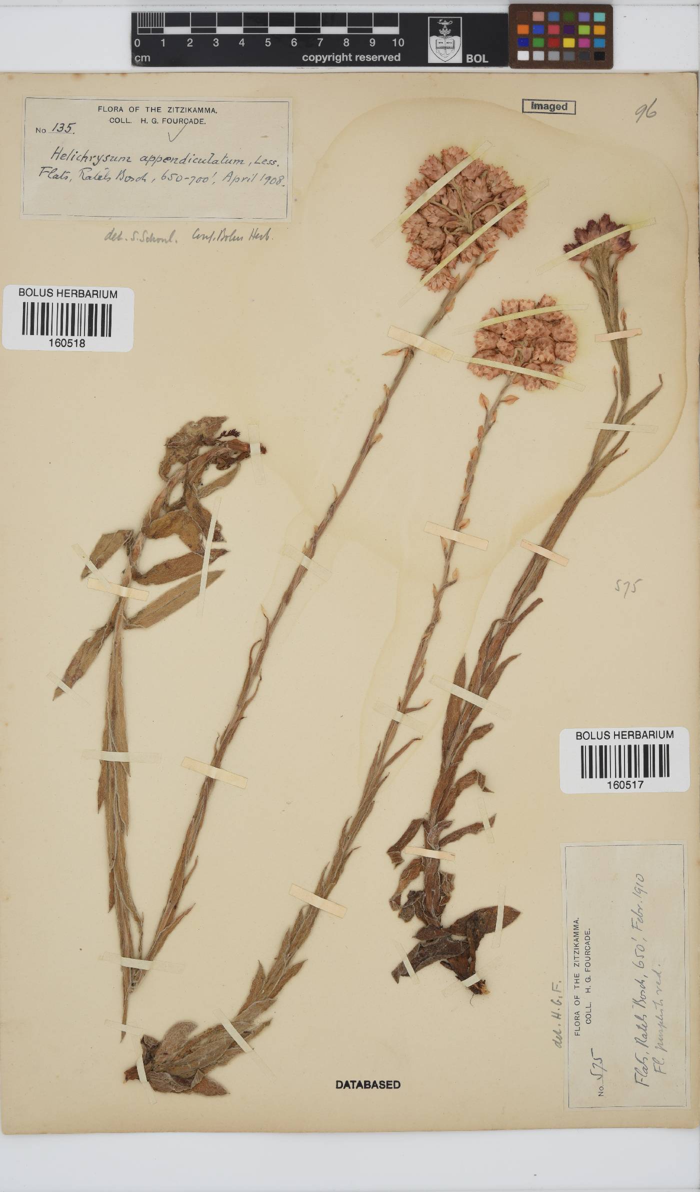 Helichrysum appendiculatum image
