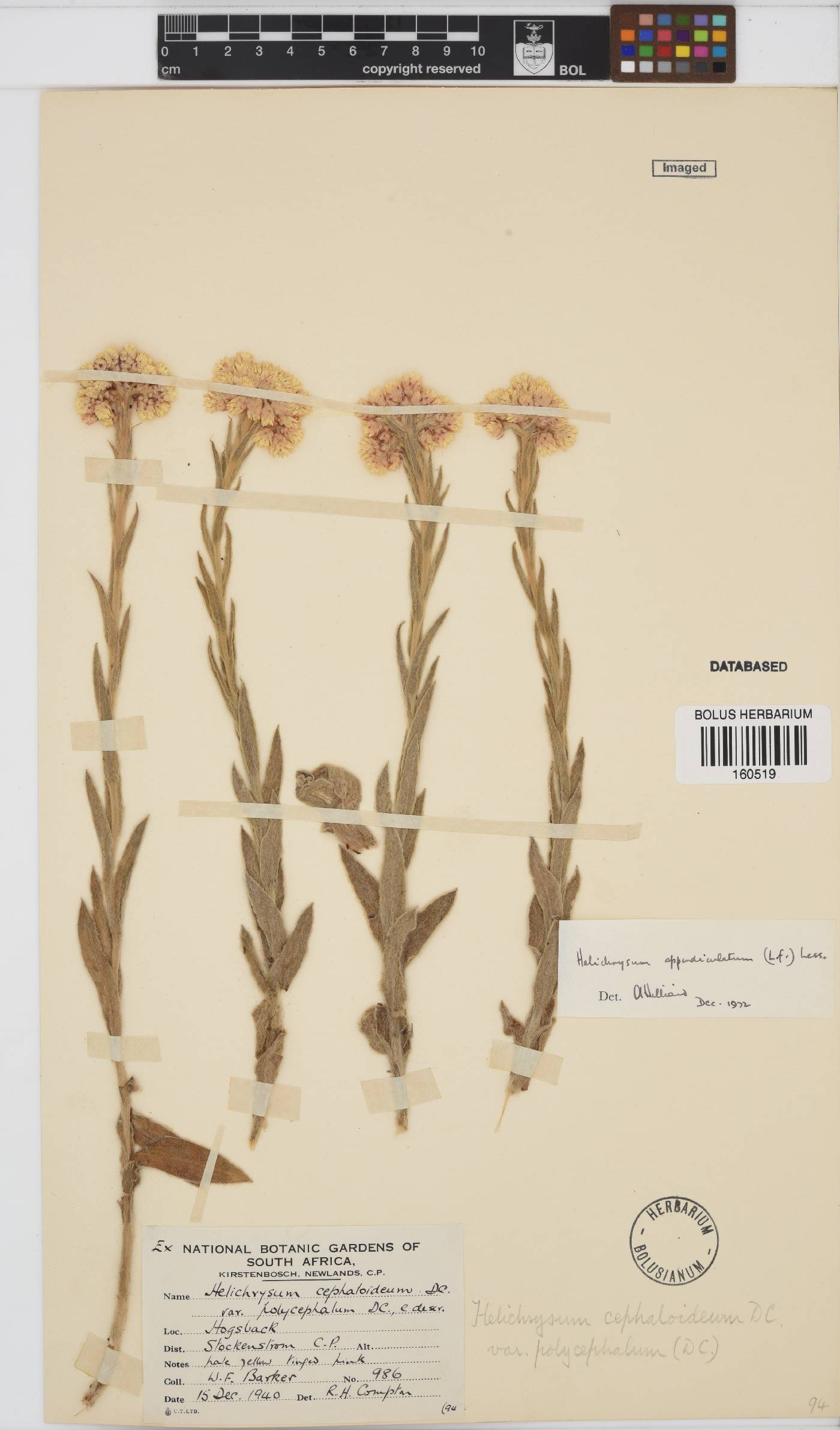 Helichrysum appendiculatum image