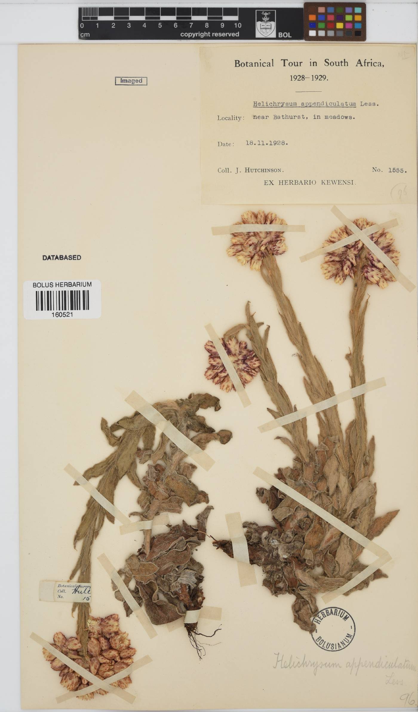 Helichrysum appendiculatum image