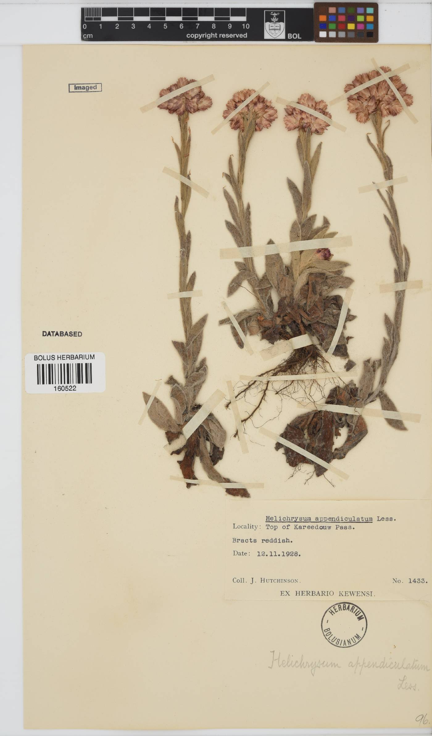 Helichrysum appendiculatum image