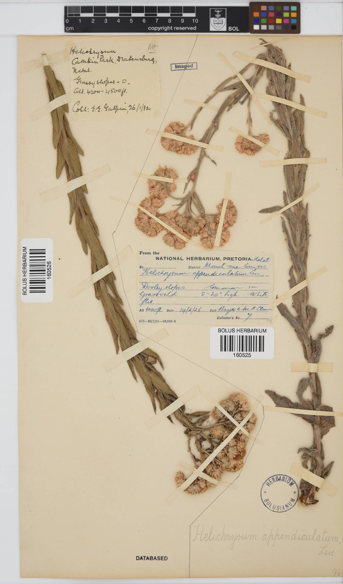 Helichrysum appendiculatum image