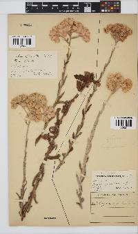Helichrysum appendiculatum image