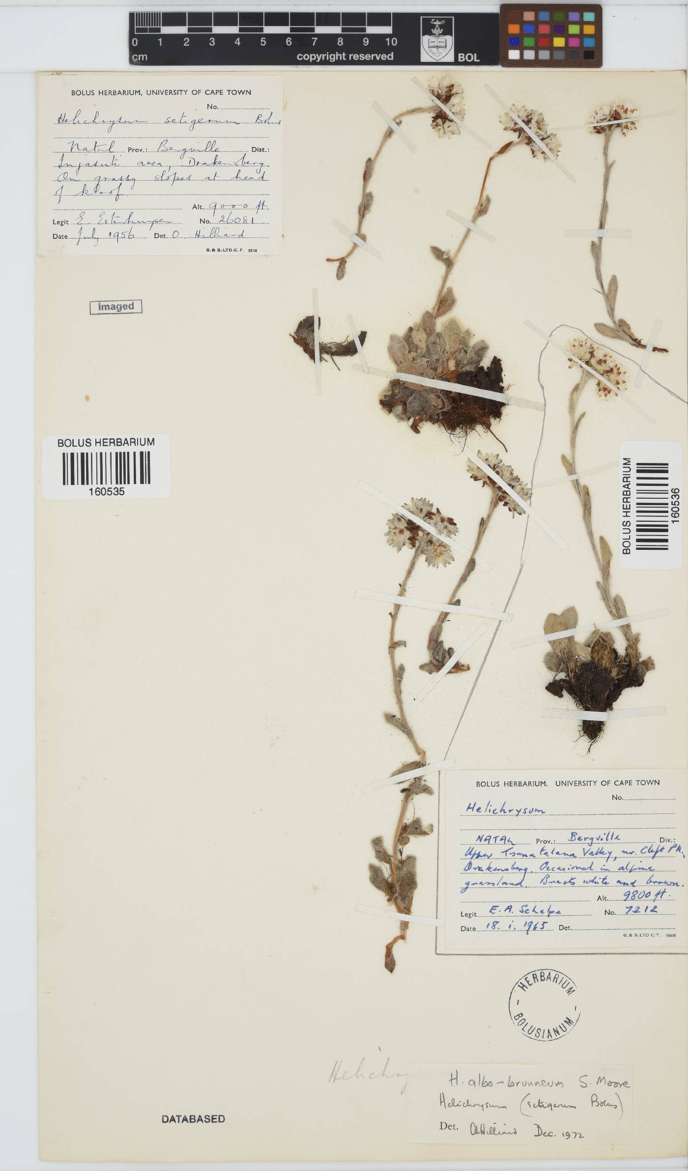 Helichrysum albo-brunneum image