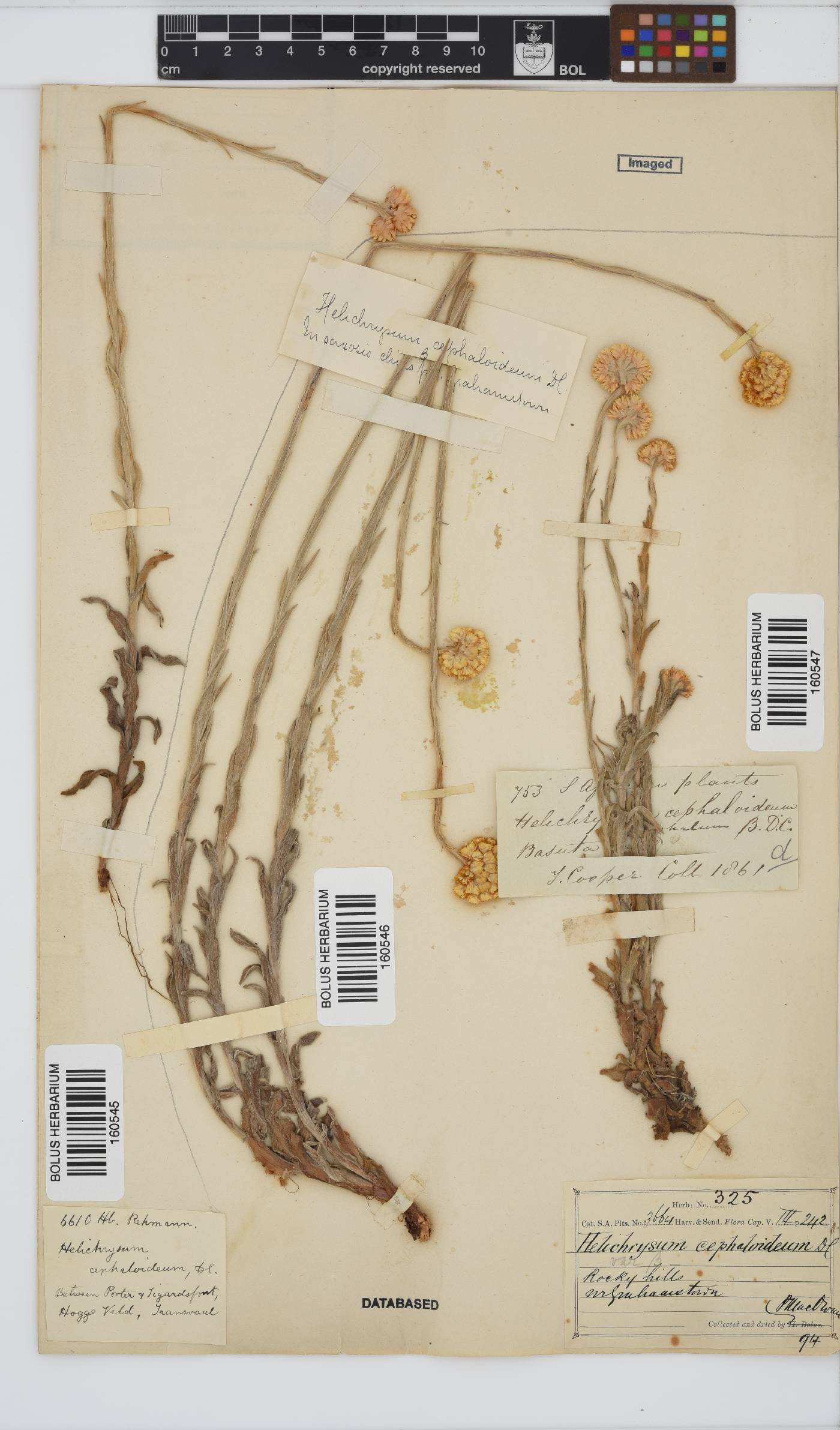 Helichrysum cephaloideum image