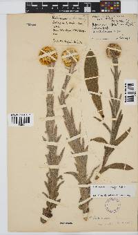 Helichrysum auriceps image