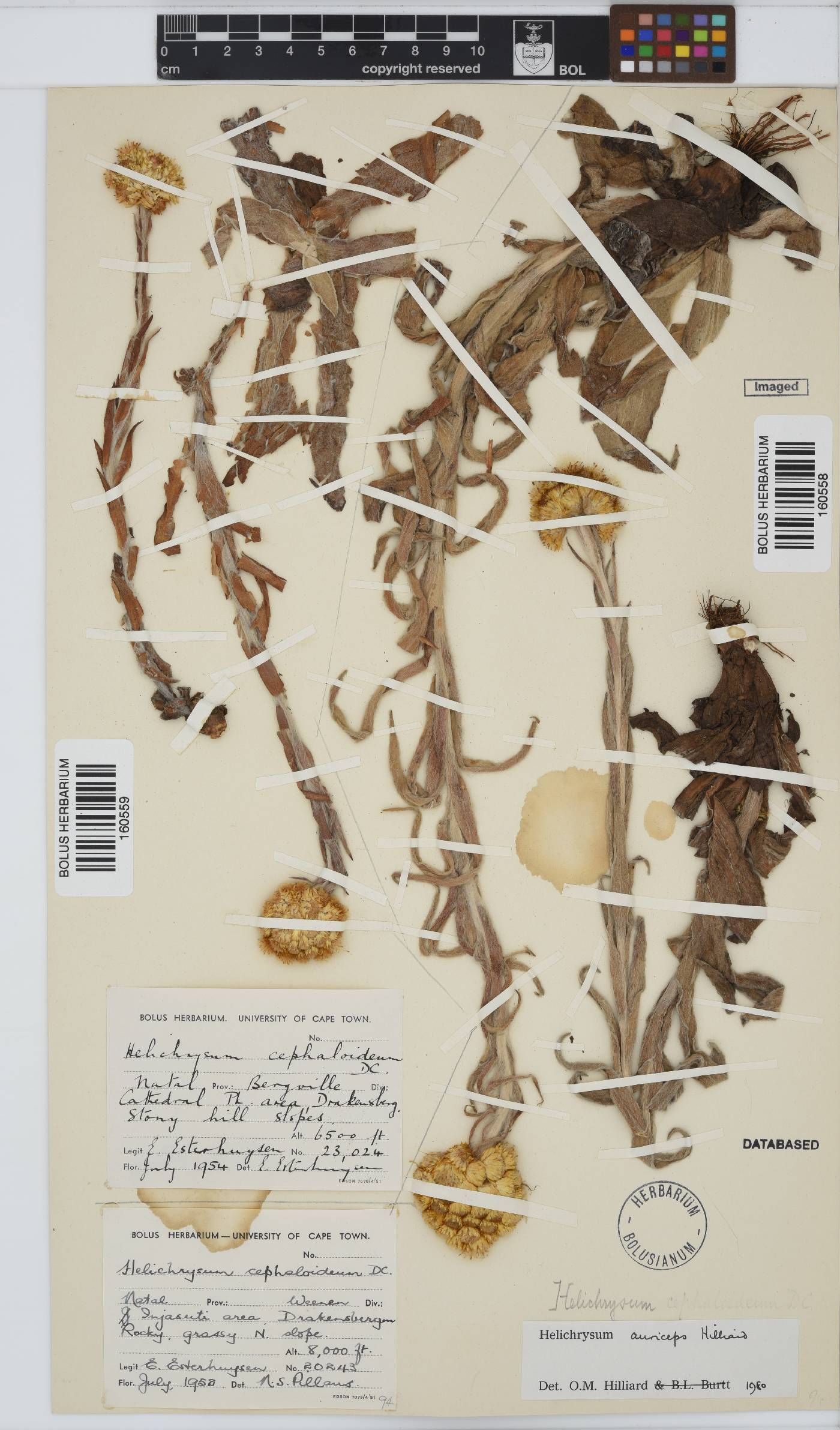 Helichrysum auriceps image