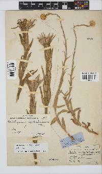 Helichrysum auriceps image