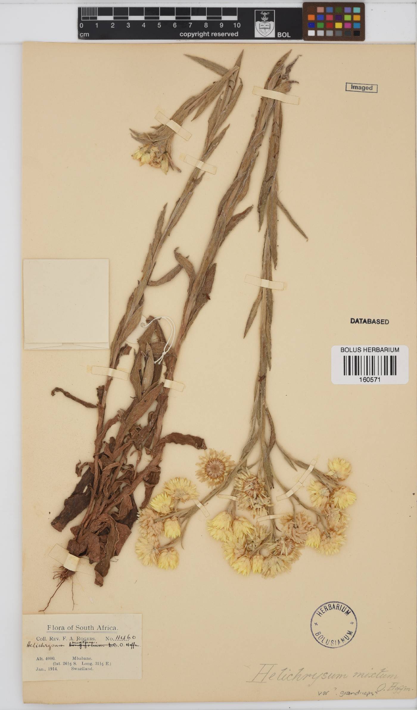 Helichrysum mixtum var. grandiceps image